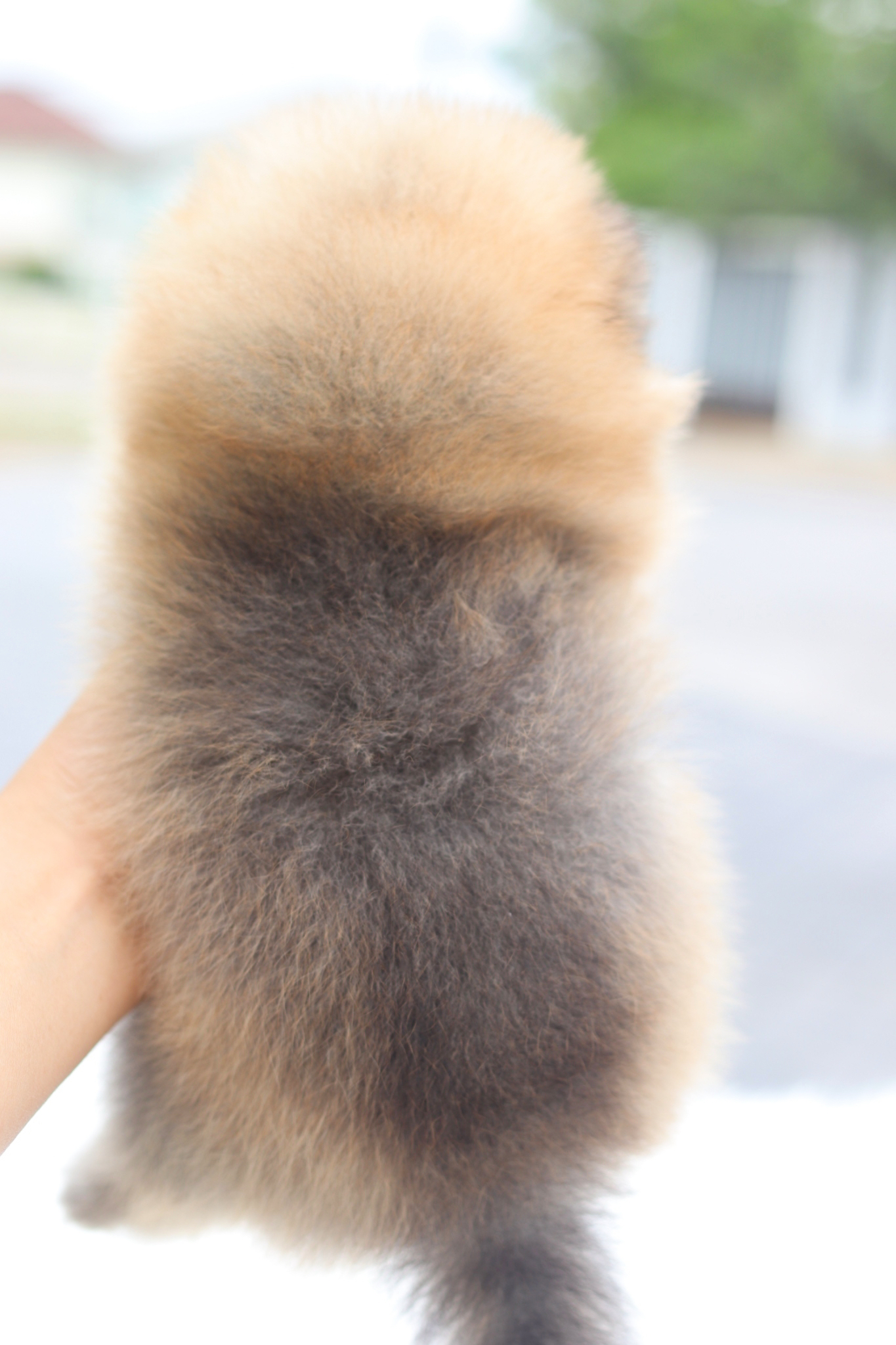 ปอมเมอเรเนียน เพศผู้สีส้ม