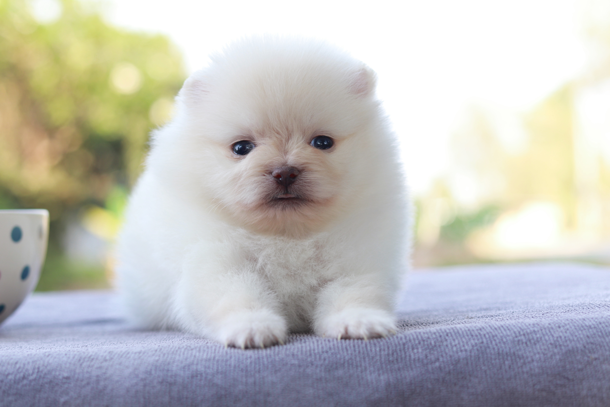 ปอมเมอเรเนียน เพศเมีย ทีคัพ