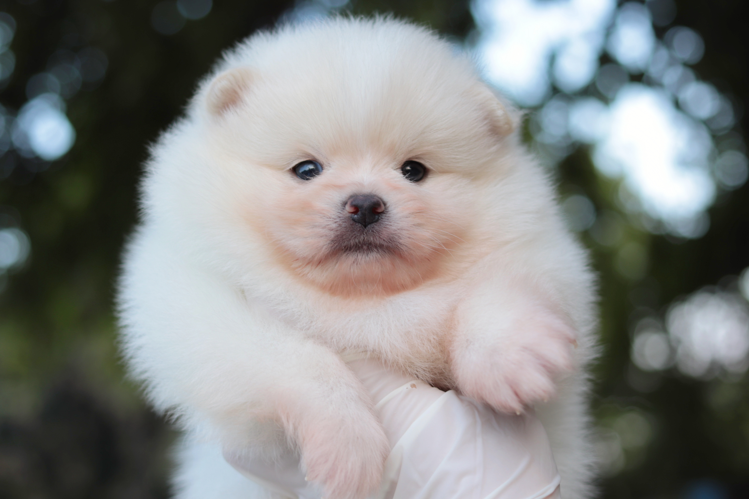 ปอมเมอเรเนียน เพศผู้ ขาวครีม