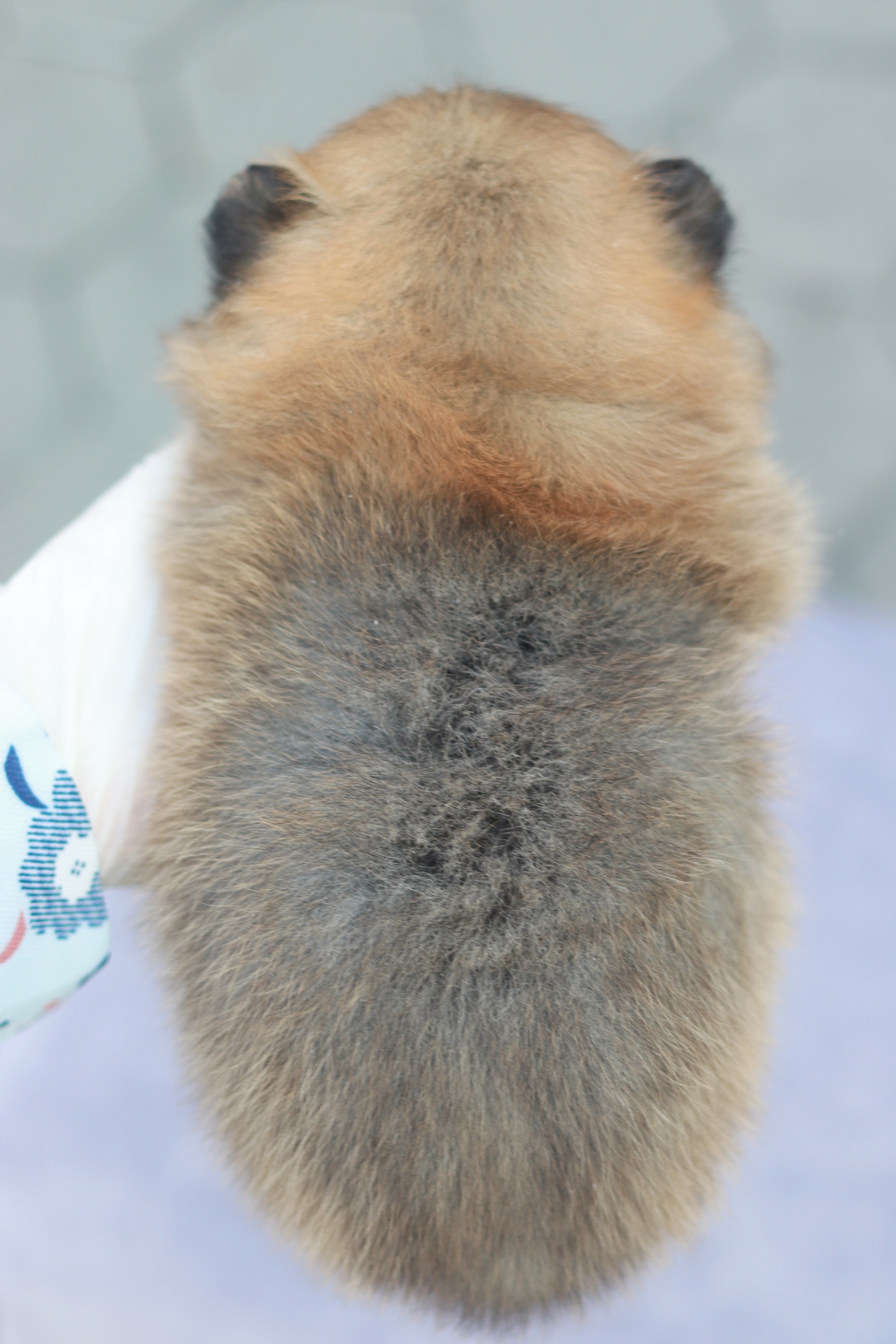 ปอมเมอเรเนียน เพศผู้สีส้ม