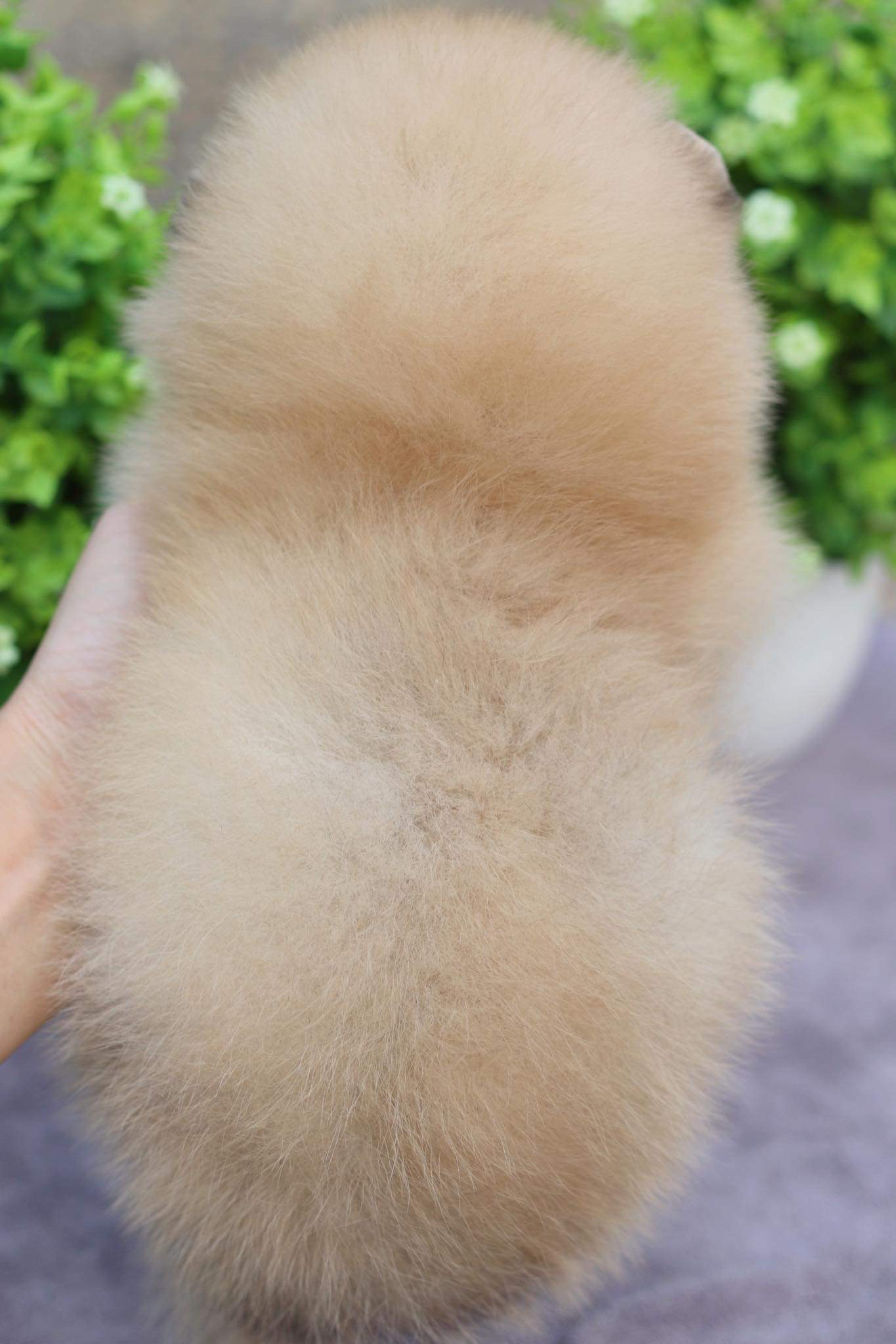 ปอมเมอเรเนียน เพศผู้