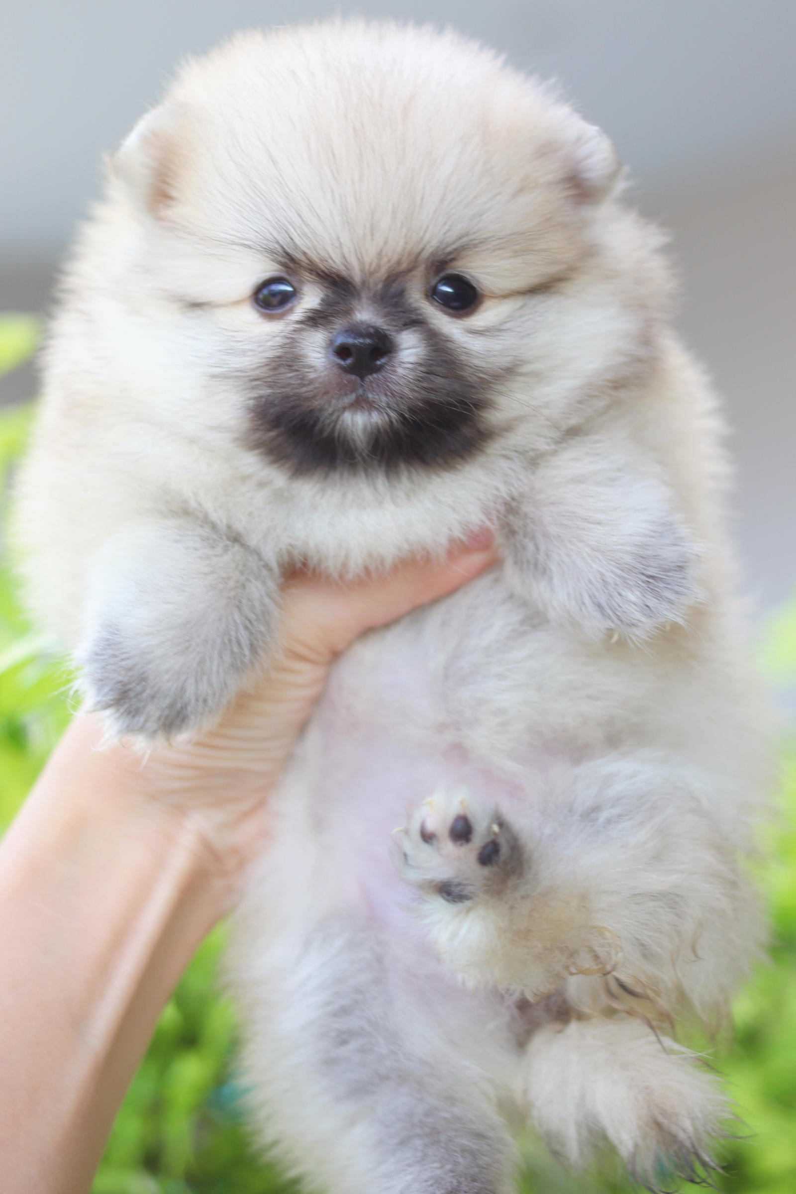 ปอมเมอเรเนียน เพศเมียสีส้ม