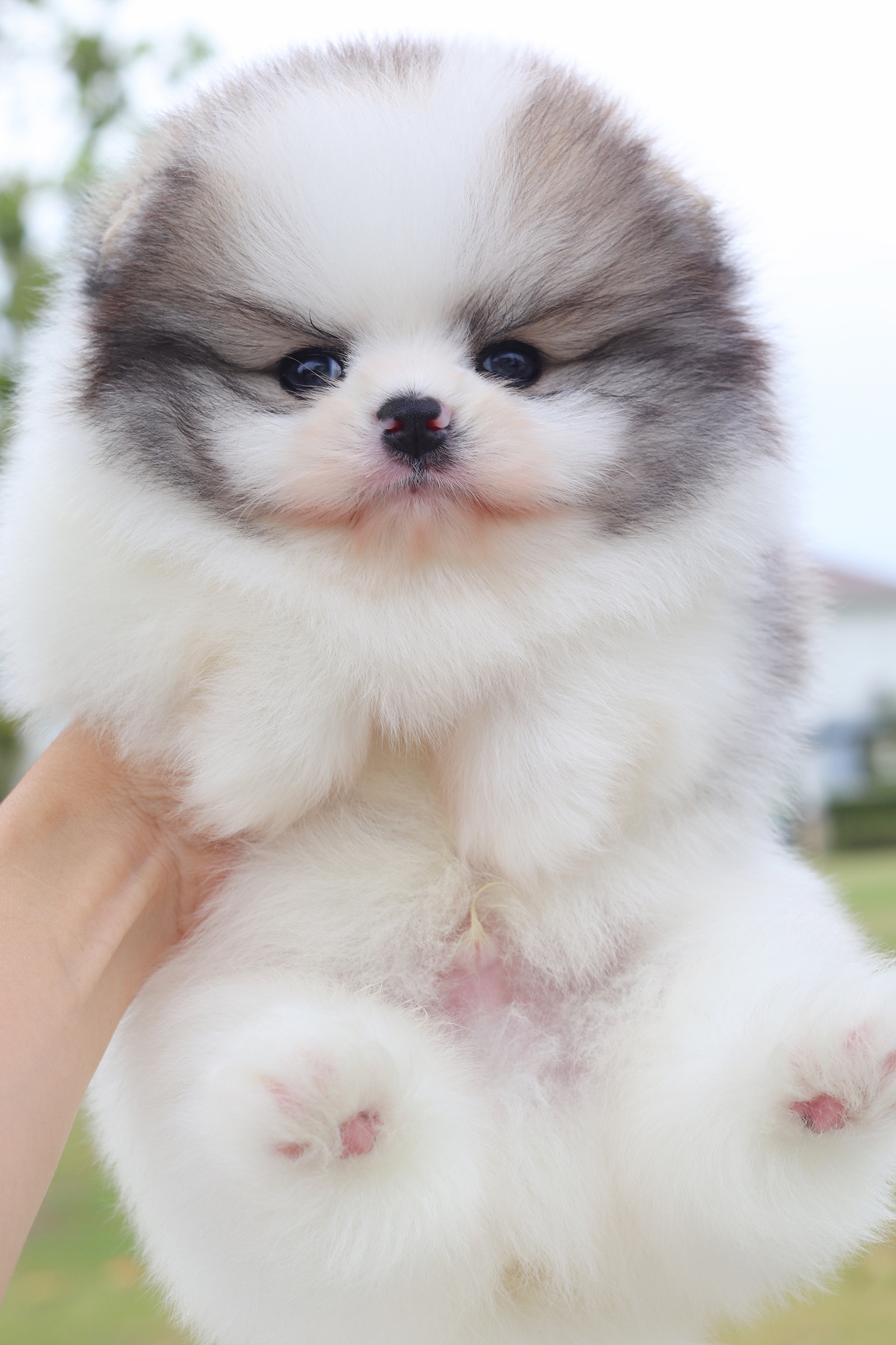 ปอมเมอเรเนียน เพศผู้ สีแฟนซี เกรดโชว์