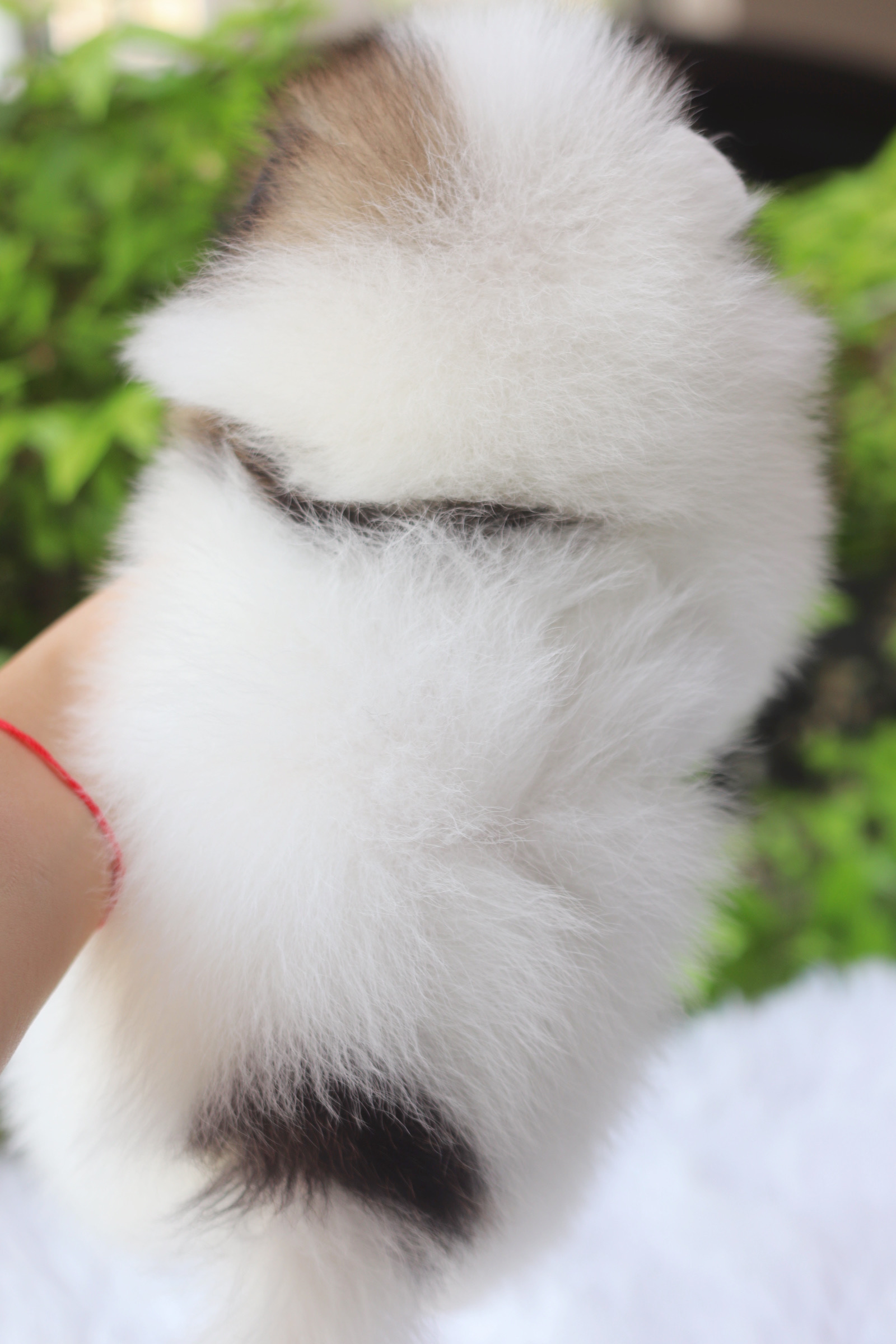 ปอมเมอเรเนียน เพศผู้สีแฟนซี เกรดโชว์