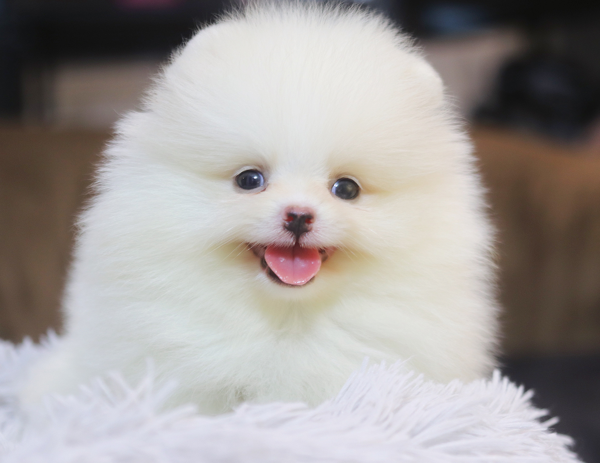 ปอมเมอเรเนียน เพศผู้ สีขาวครีม