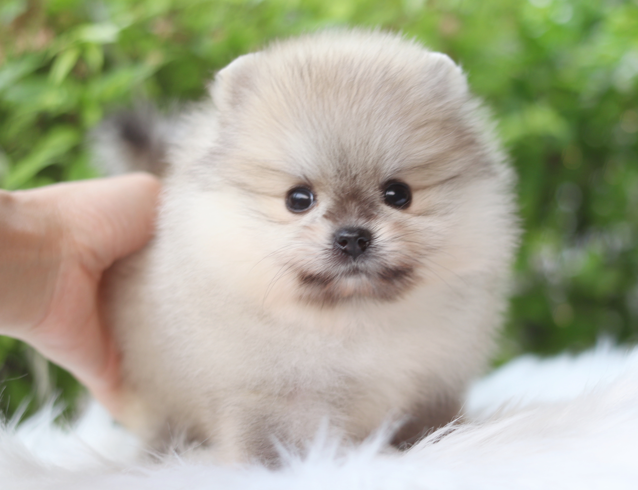 ปอมเมอเรเนียน เพศเมียสีส้ม