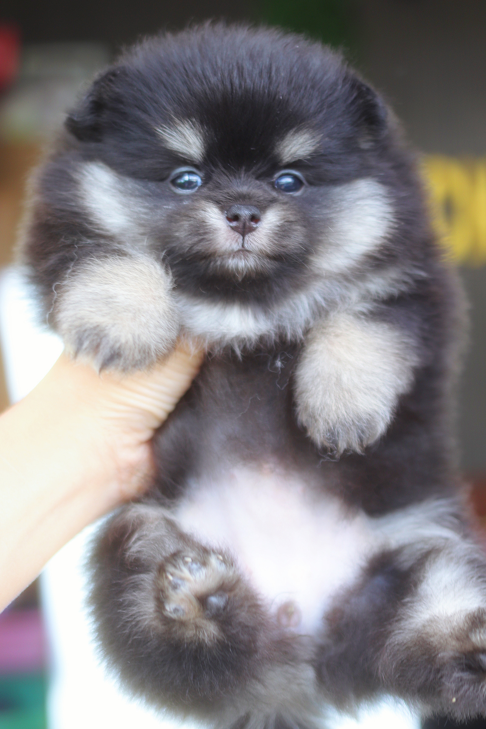 ปอมเมอเรเนียน เพศเมียสีแบล็คแทน เกรดโชว์