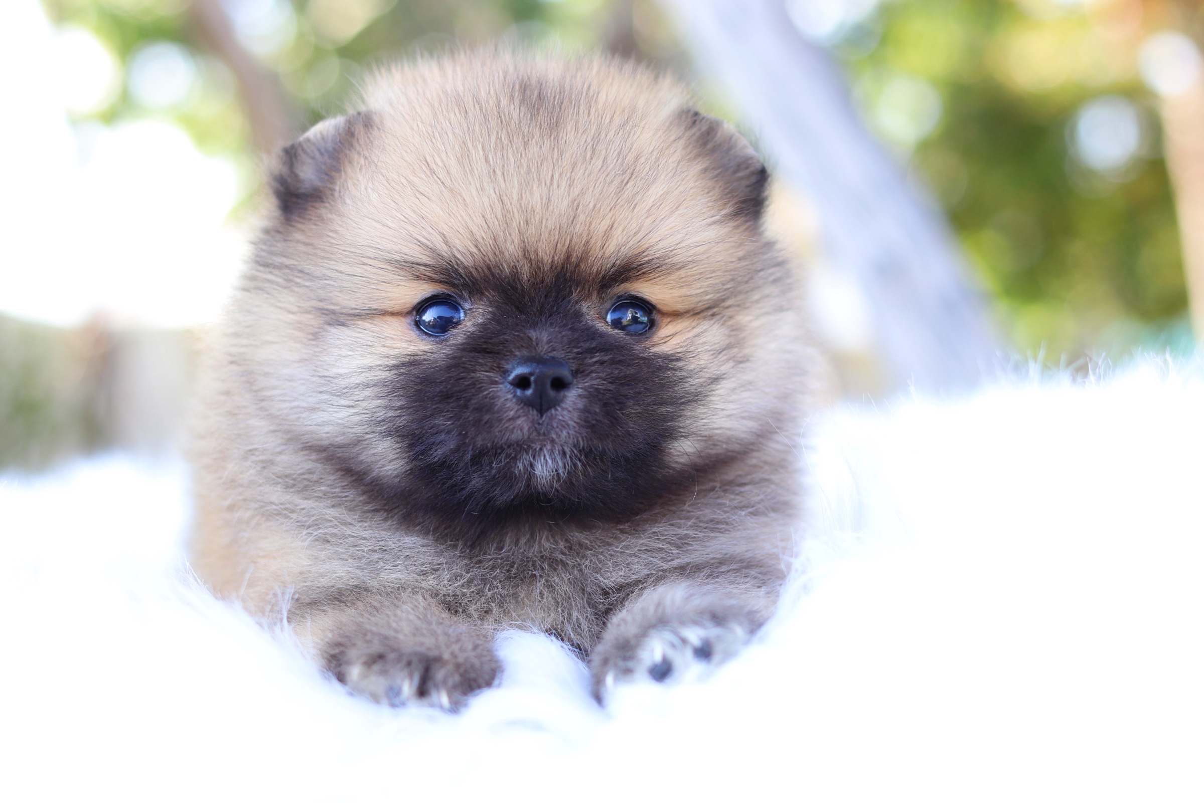 ปอมเมอเรเนียน เพศผู้ สีส้ม