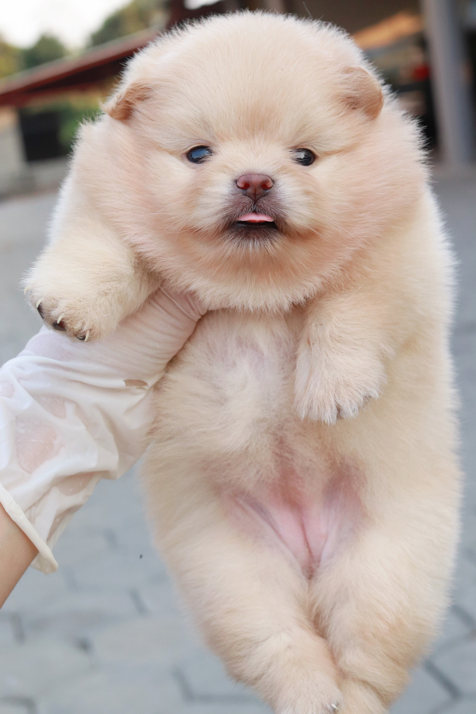 ปอมเมอเรเนียน เพศเมีย ครีม