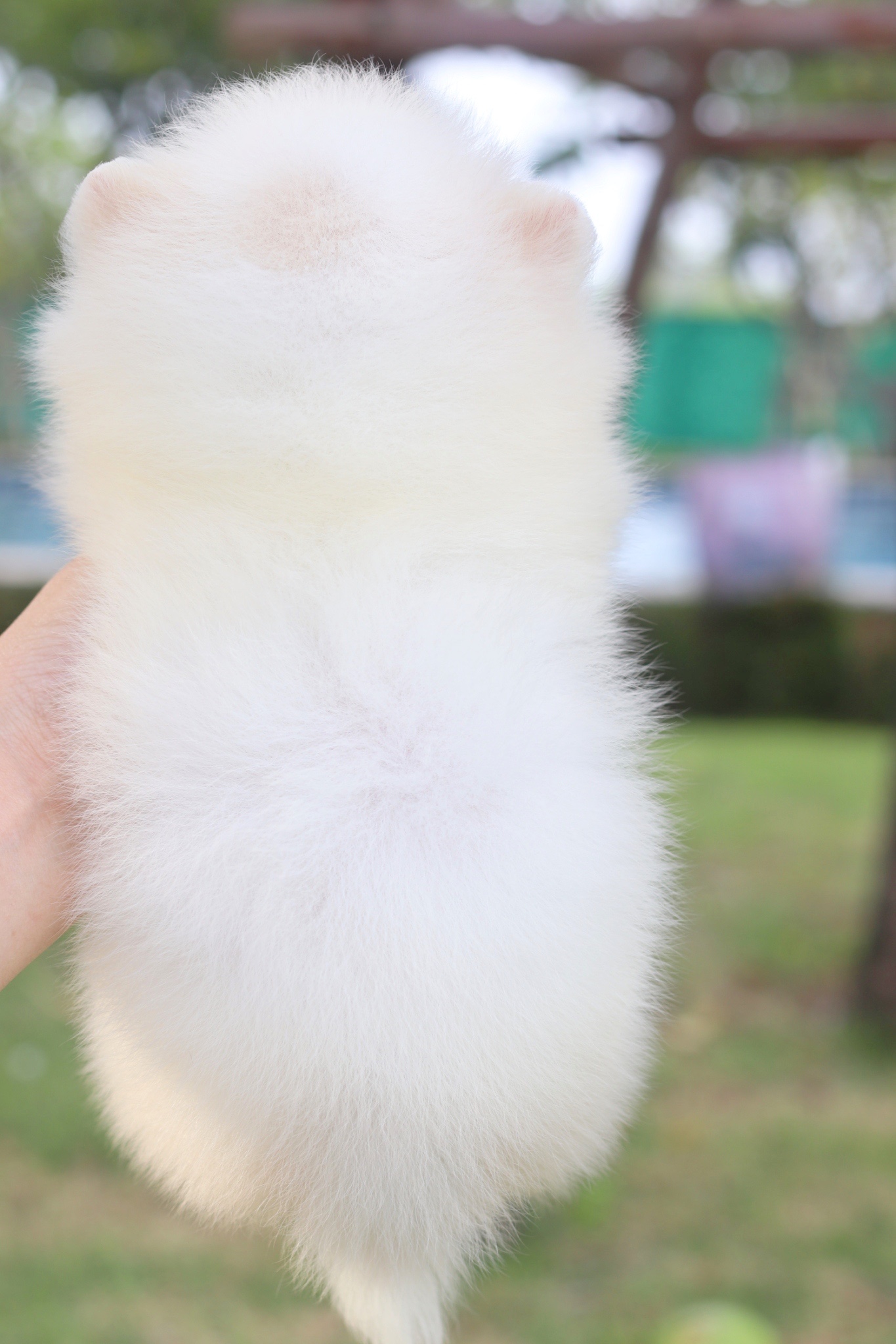 ปอมเมอเรเนียน เพศผู้ สีขาวครีม