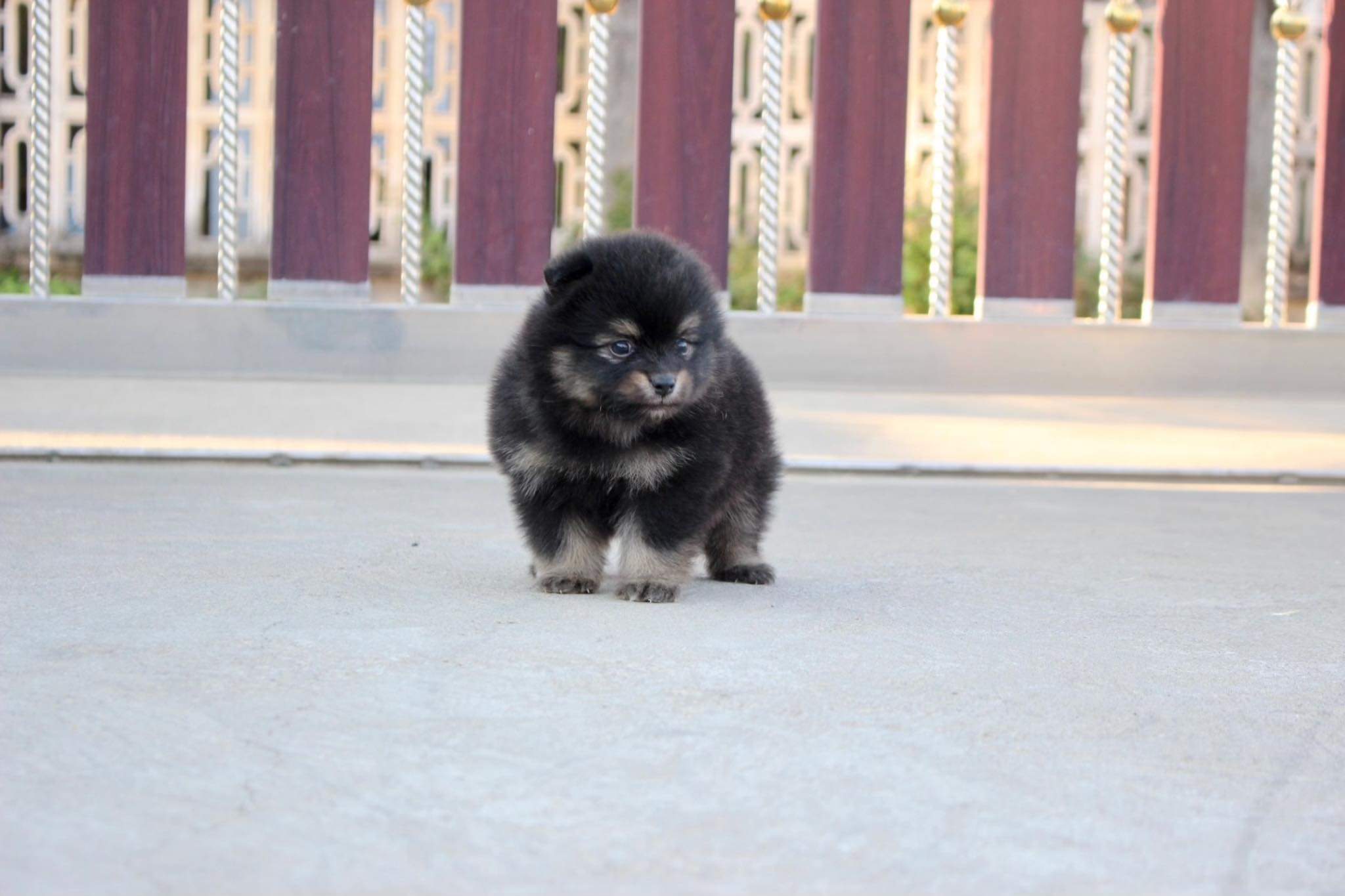 ปอมเมอเรเนียน เพศผู้ แบล็คแทน