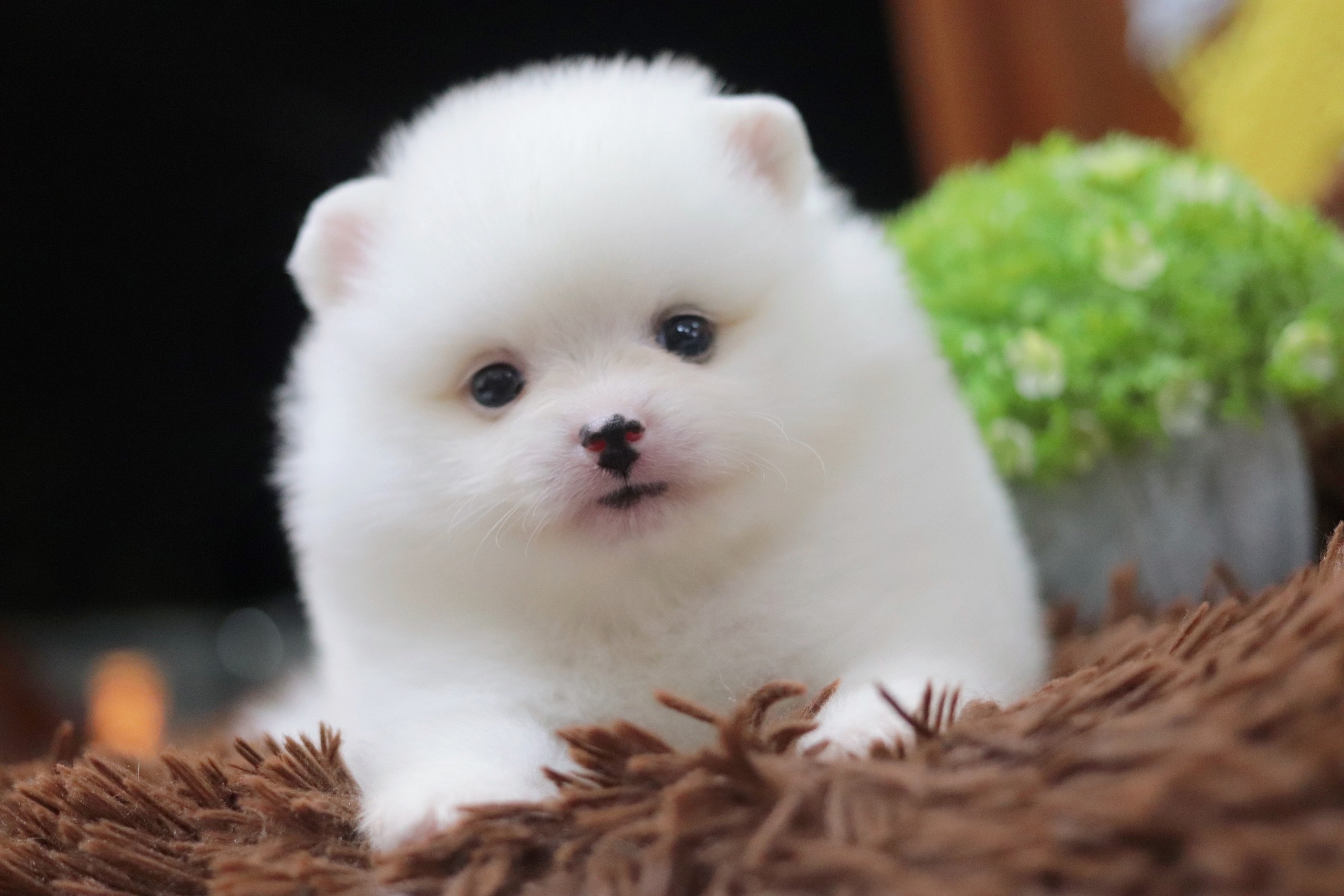 ปอมเมอเรเนียน เพศผู้สีขาว