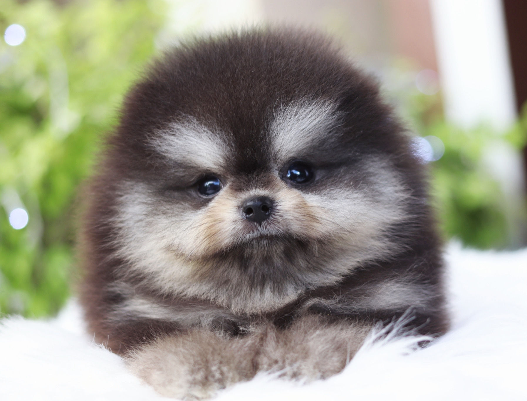 ปอมเมอเรเนียน เพศผู้ สีแบล็คแทนมาร์คครบ เกรดโชว์