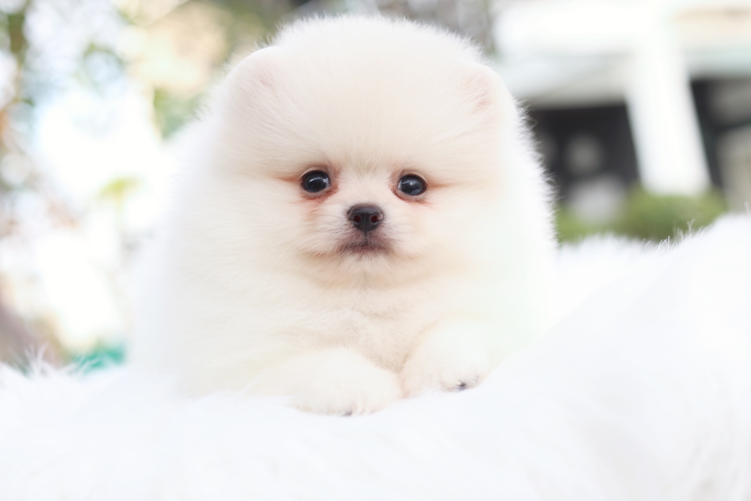 ปอมเมอเรเนียน เพศผู้ สีขาวครีม