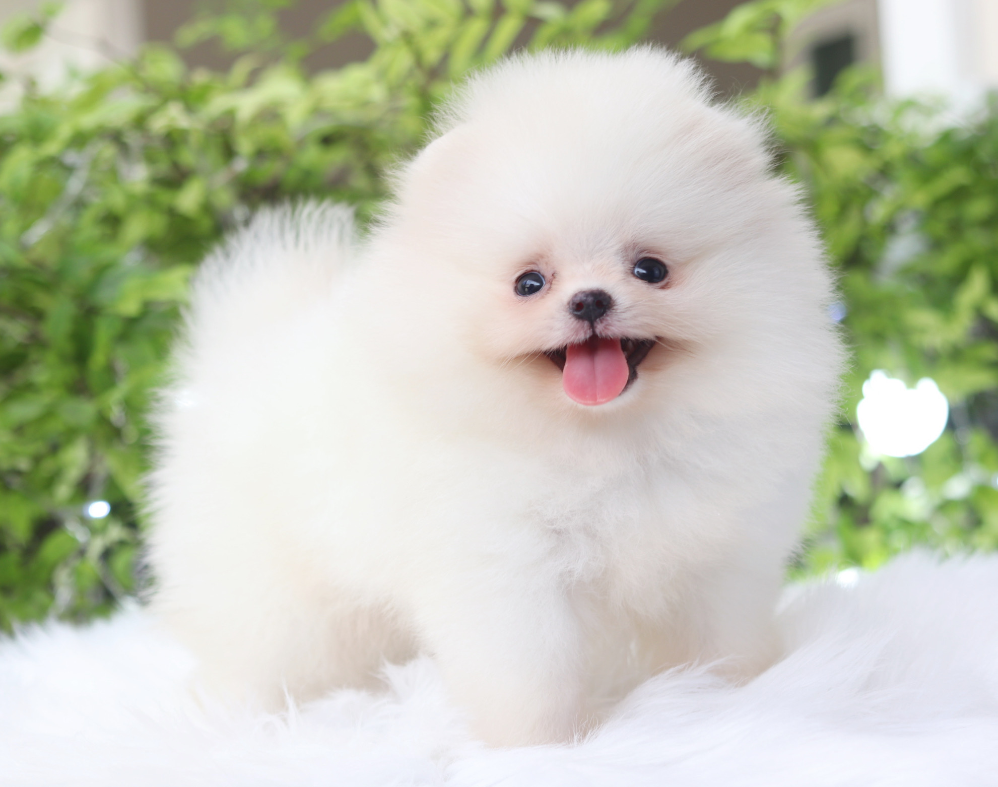 ปอมเมอเรเนียน เพศผู้สีขาวครีมเกรดโชว์