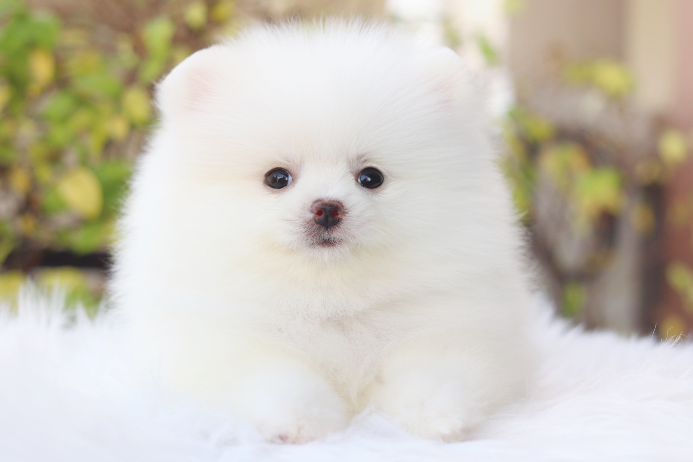 ปอมเมอเรเนียน เพศเมียสีขาวครีม