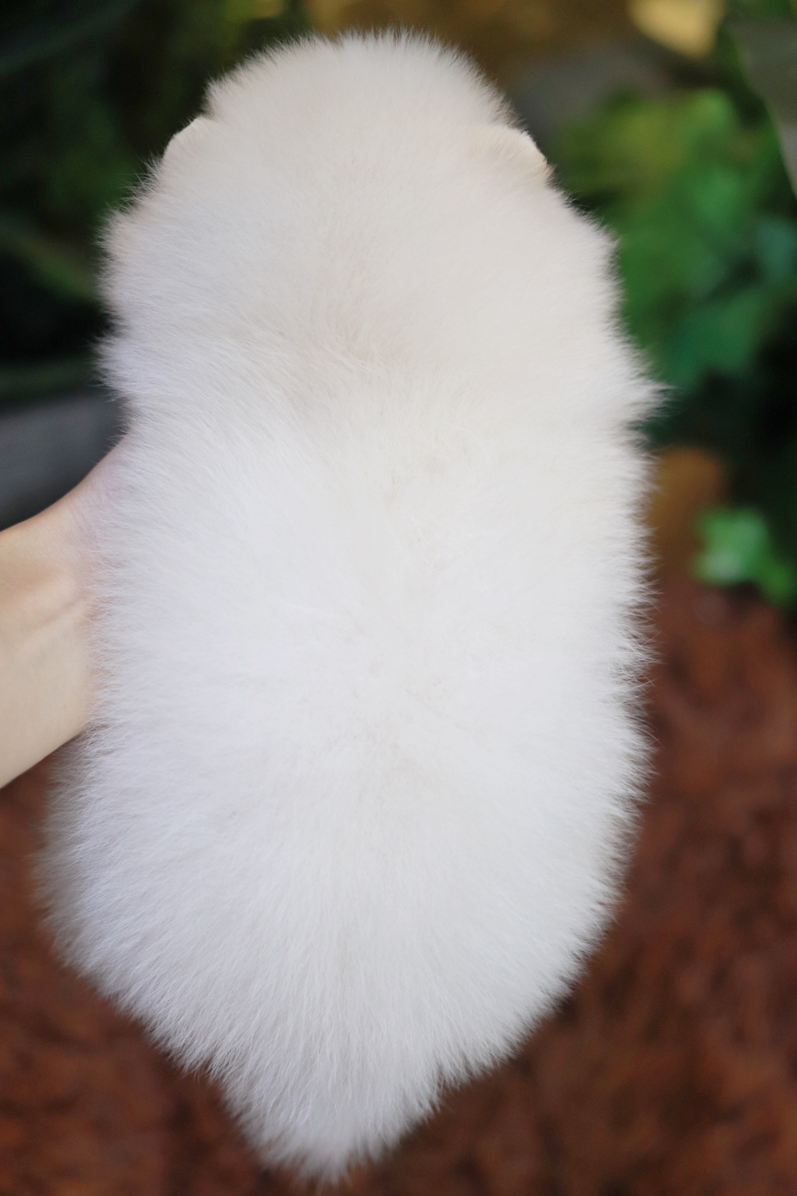 ปอมเมอเรเนียน เพศเมียสีขาวครีม