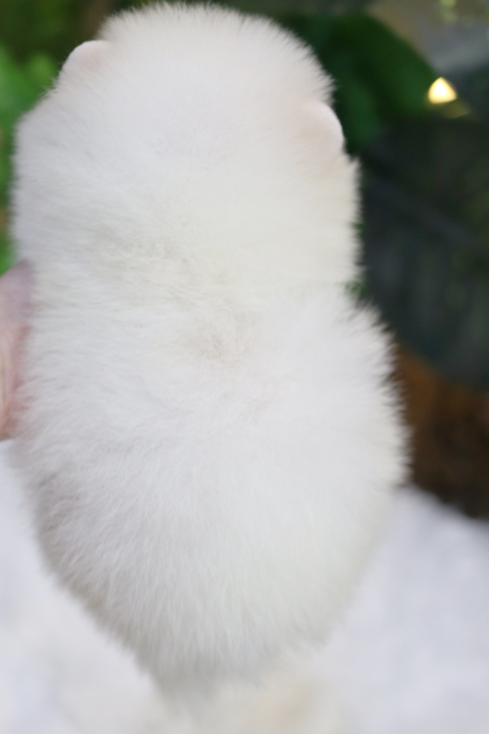 ปอมเมอเรเนียน เพศผู้ สีขาวครีม