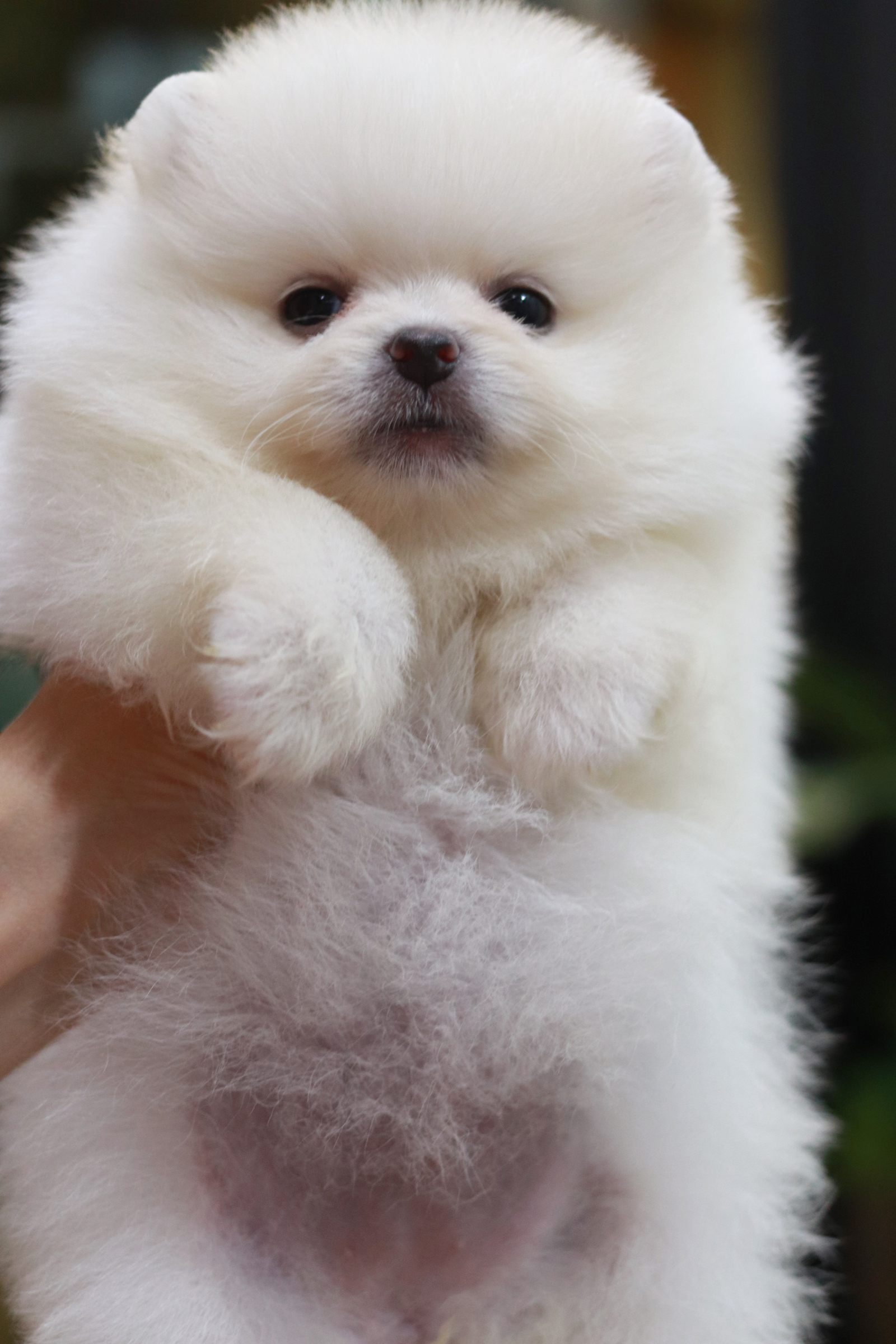 ปอมเมอเรเนียน เพศเมียสีขาวครีม หน้าตุ๊กตาไซส์เล็ก