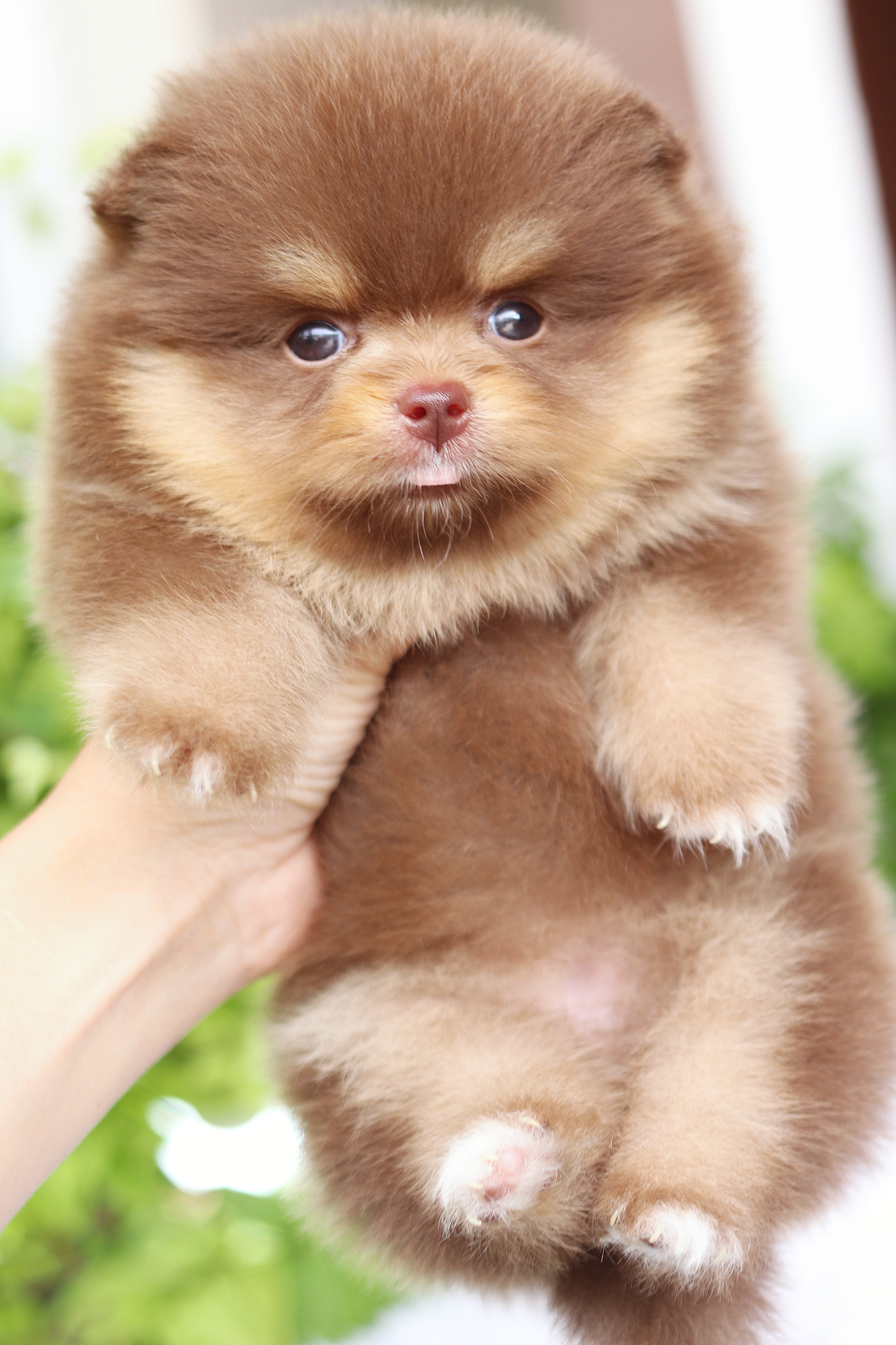 ปอมเมอเรเนียน เพศเมียสีช็อคแทนเกรดโชว์