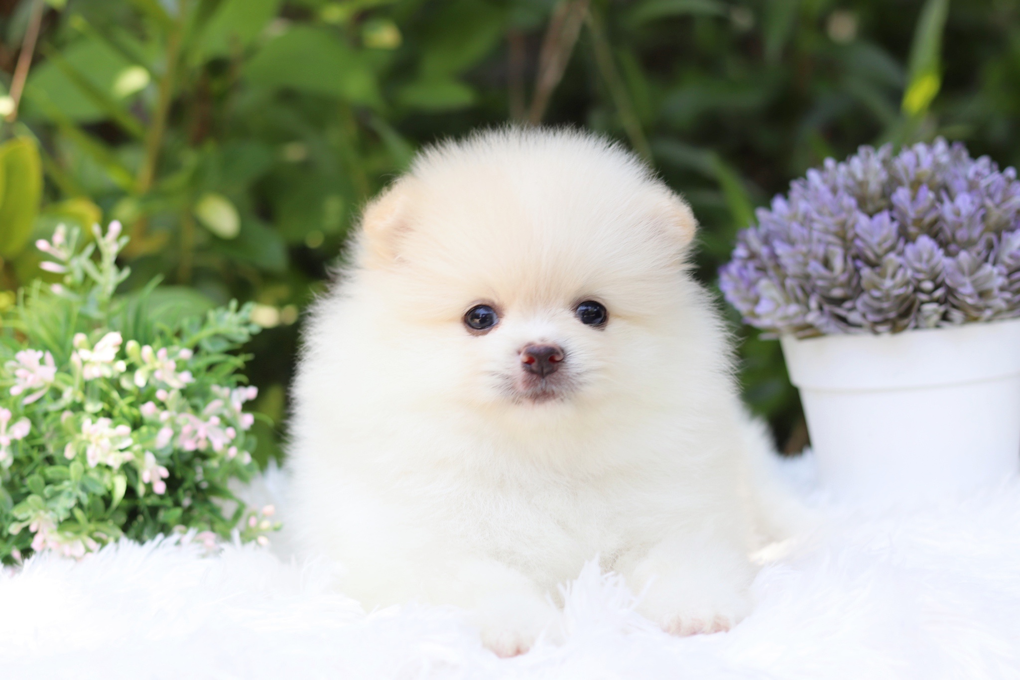 ปอมเมอเรเนียน เพศผู้สีขาวครีม