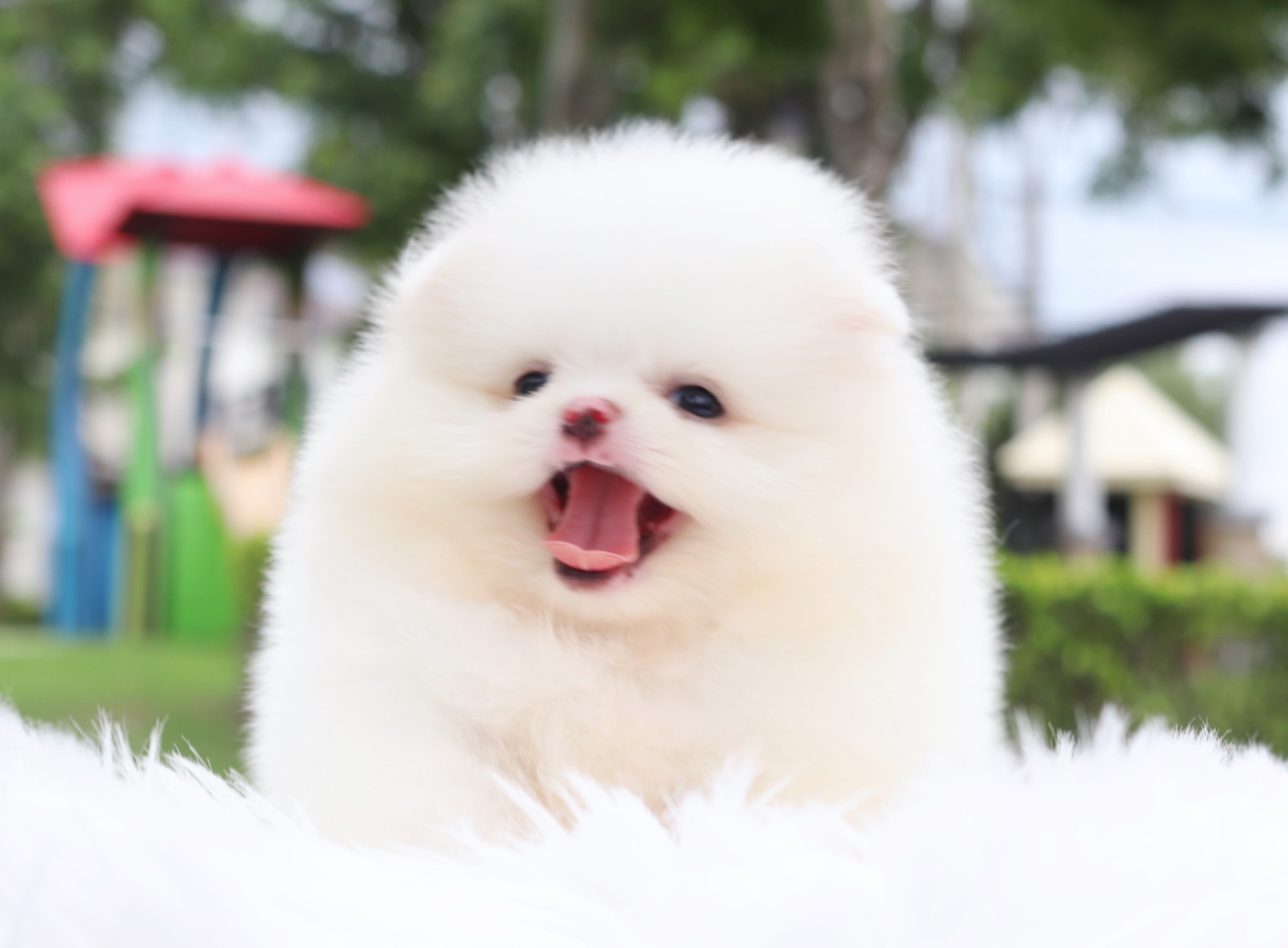 ปอมเมอเรเนียน เพศผู้สีขาวสำลีเกรดโชว์