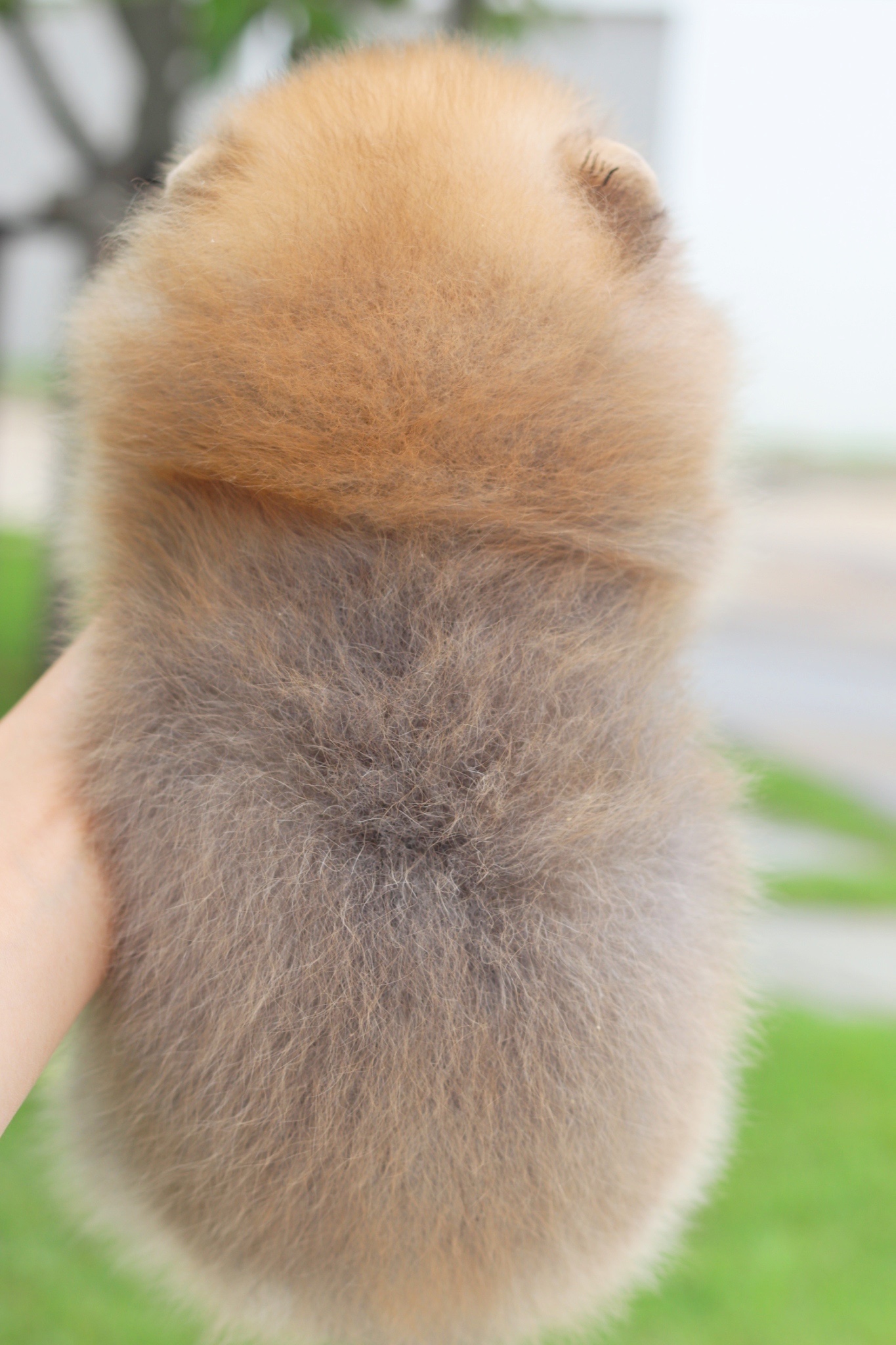 ปอมเมอเรเนียน เพศผู้เกรดโชว์สีส้ม