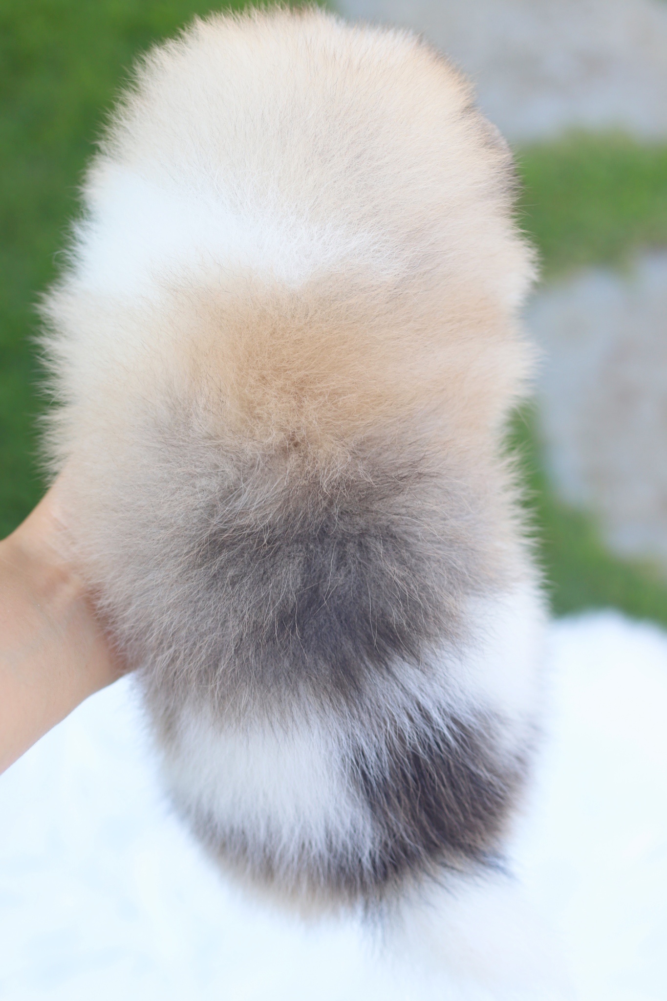 ปอมเมอเรเนียน เพศผู้สีแฟนซี