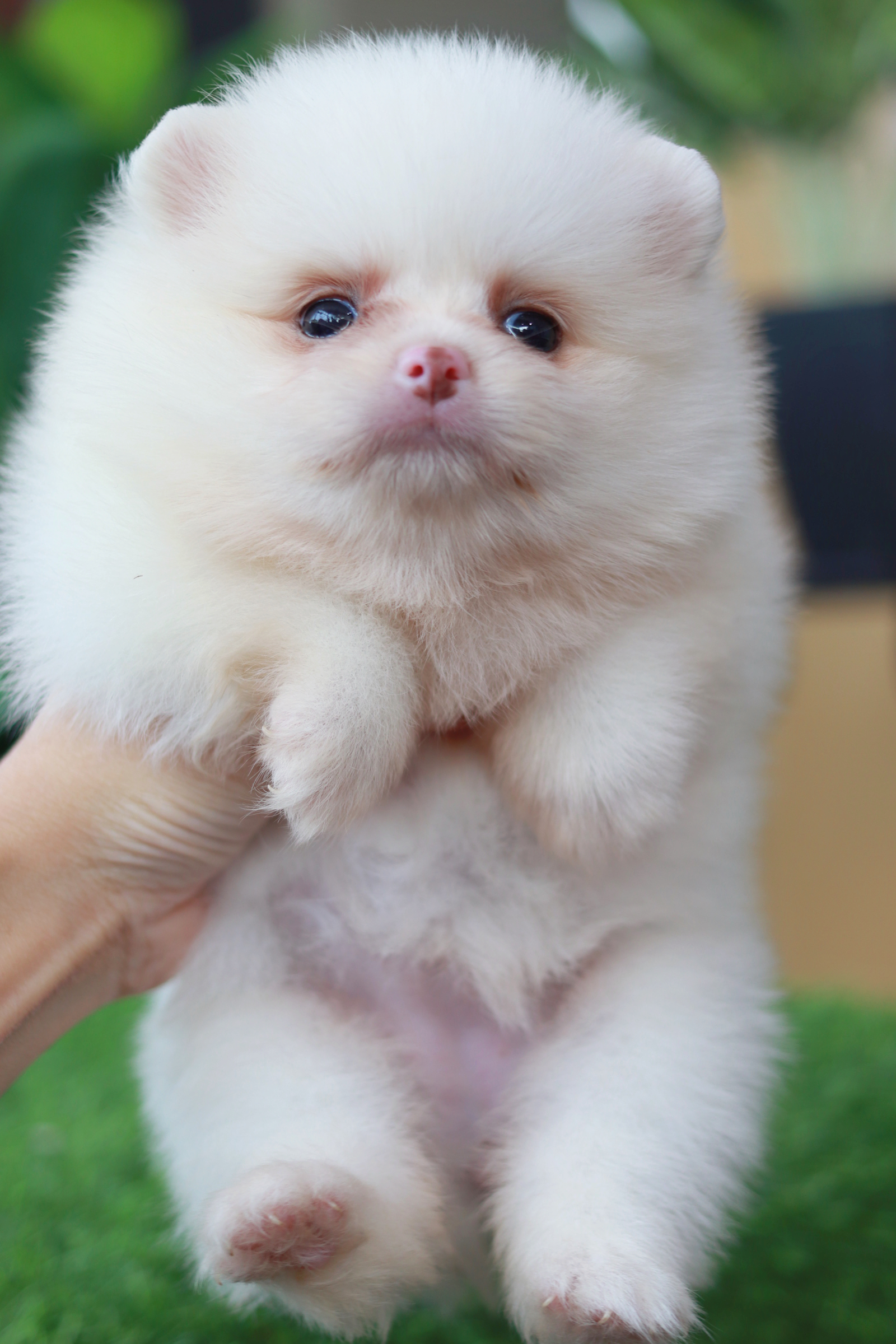 ปอมเมอเรเนียน เพศเมีย สีขาว