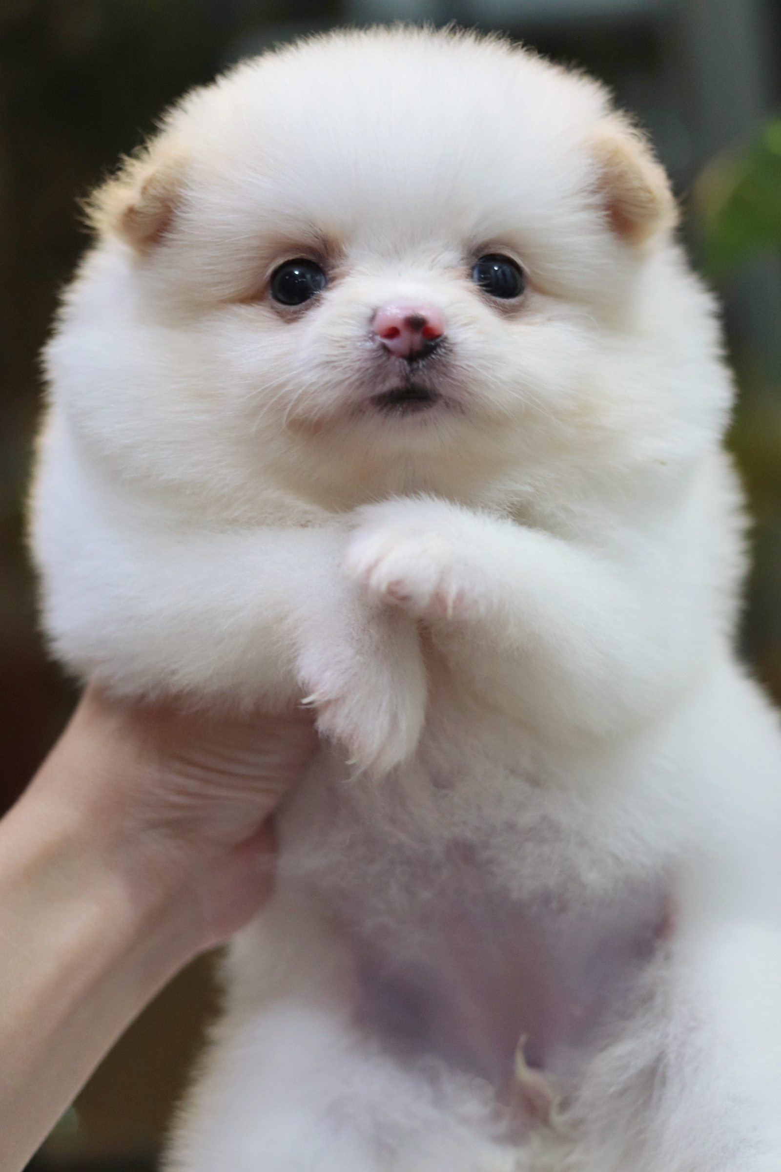 ปอมเมอเรเนียน เพศเมียขาวครีม