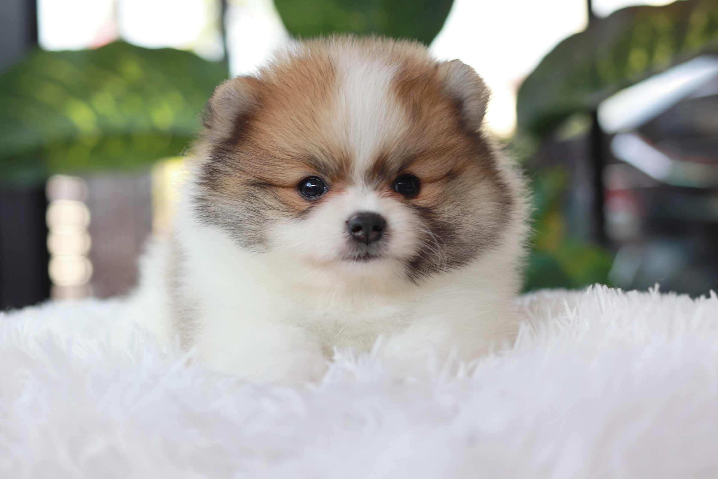 ปอมเมอเรเนียน เพศผู้ สีแฟนซี