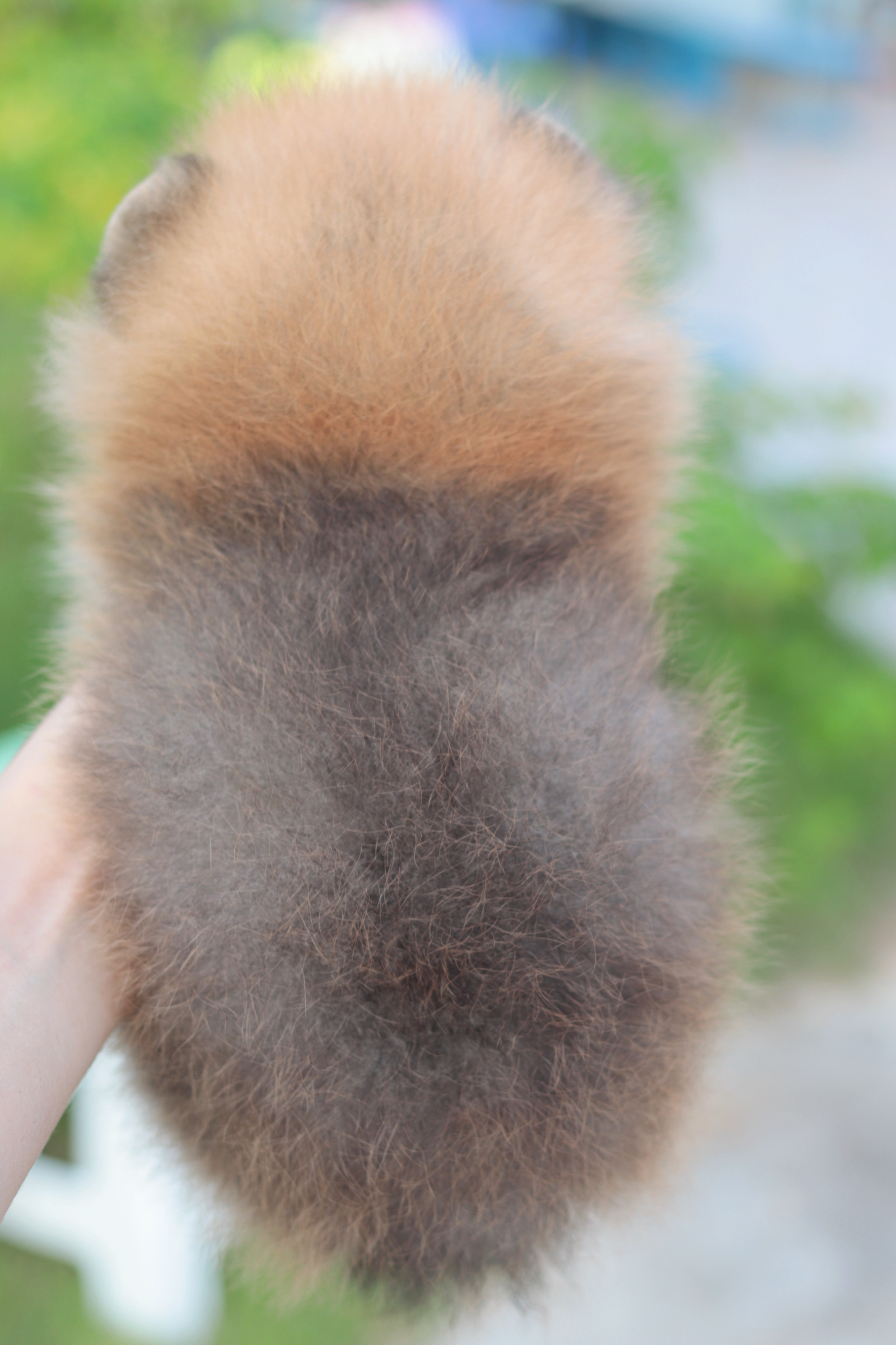 ปอมเมอเรเนียน เพศผู้ สีส้ม เกรดโชว์