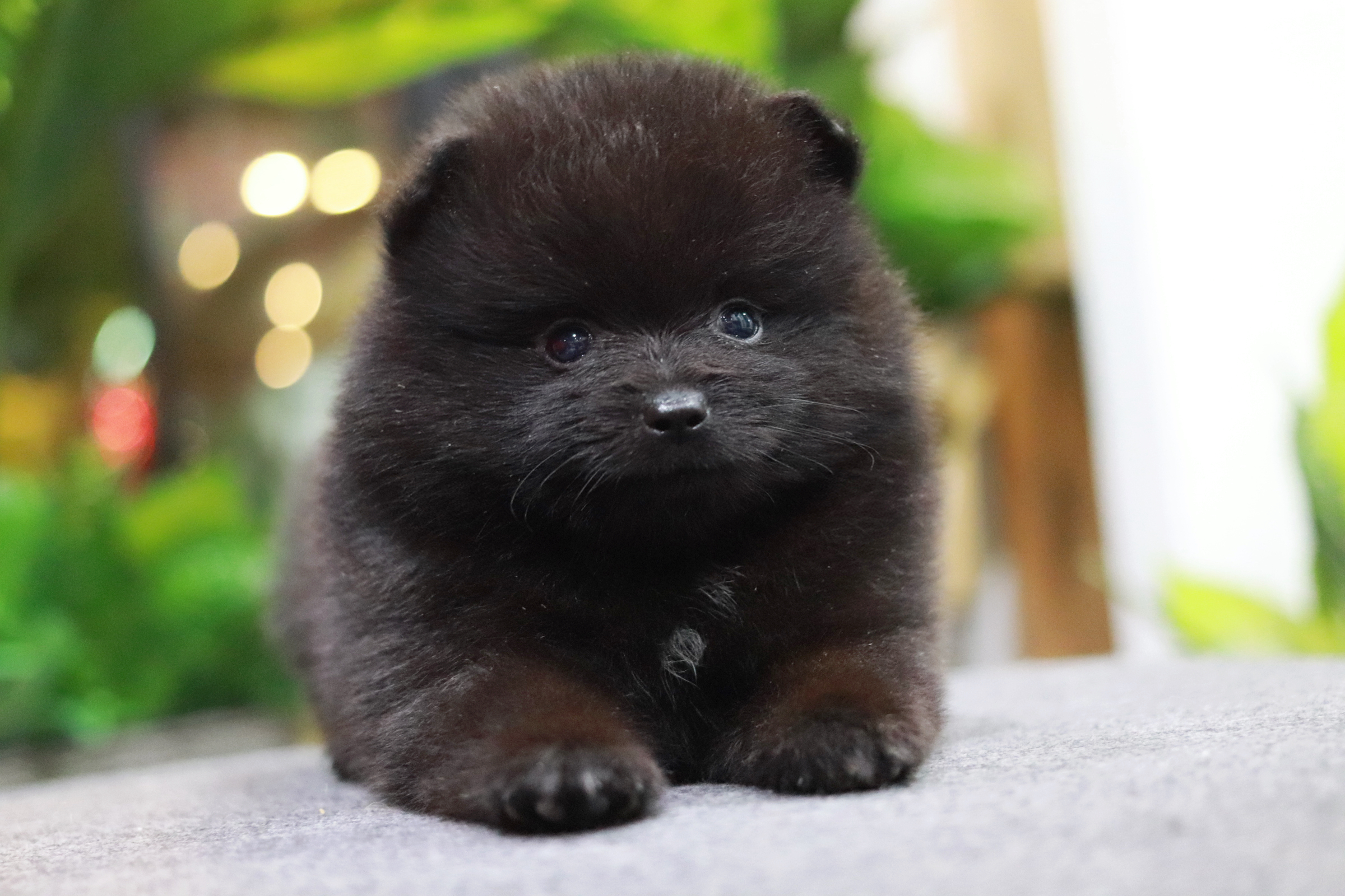 ปอมเมอเรเนียน เพศผู้ สีดำ