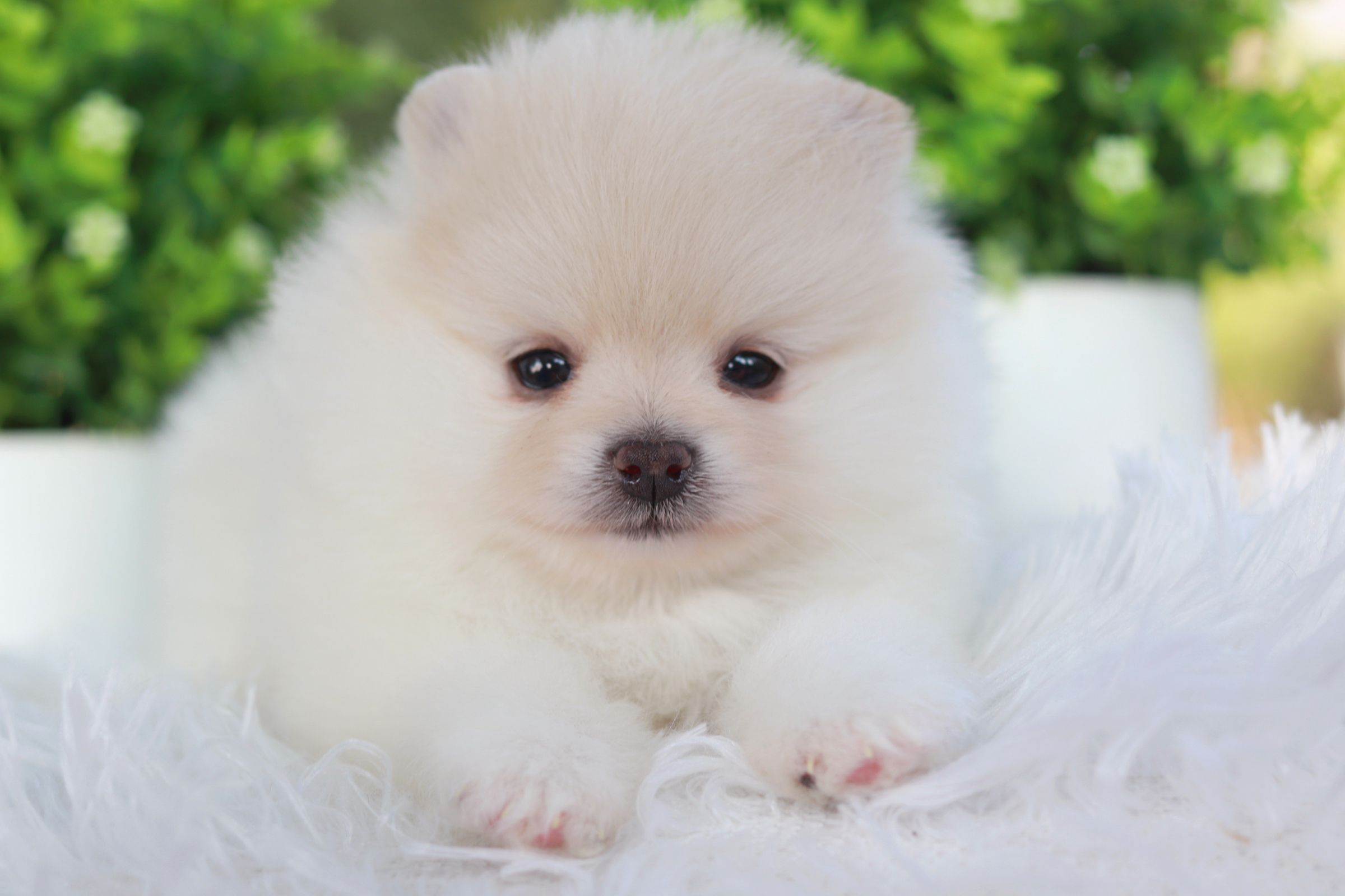 ปอมเมอเรเนียน เพศเมีย สีครีม