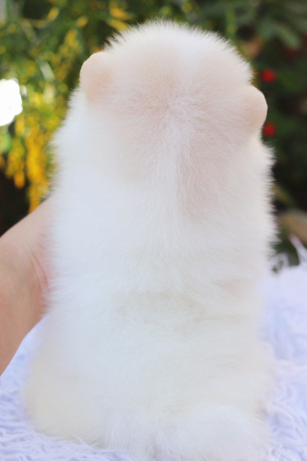 ปอมเมอเรเนียน เพศเมียสีขาวครีม