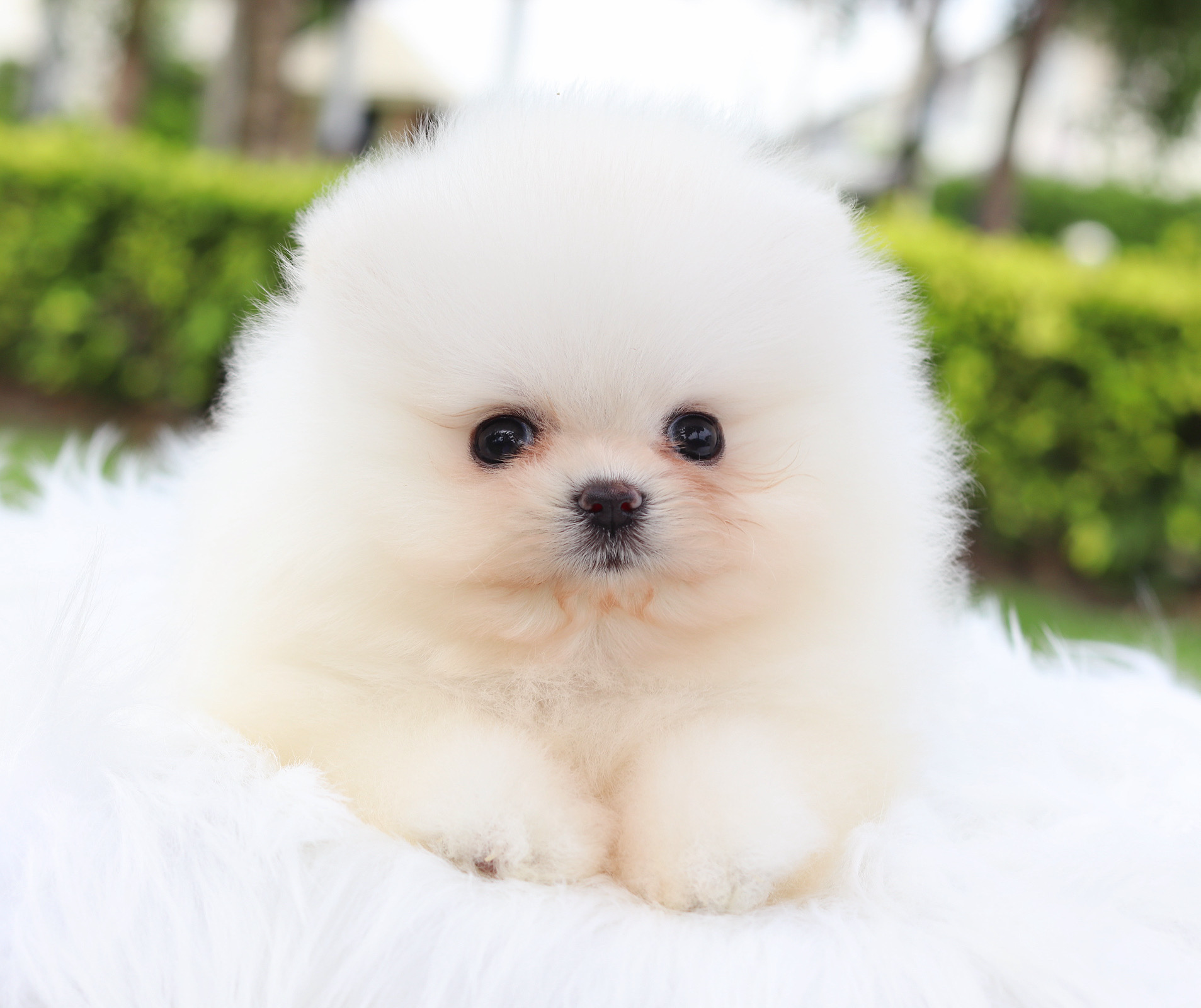 ปอมเมอเรเนียน เพศเมียสีขาวครีม เกรดโขว์