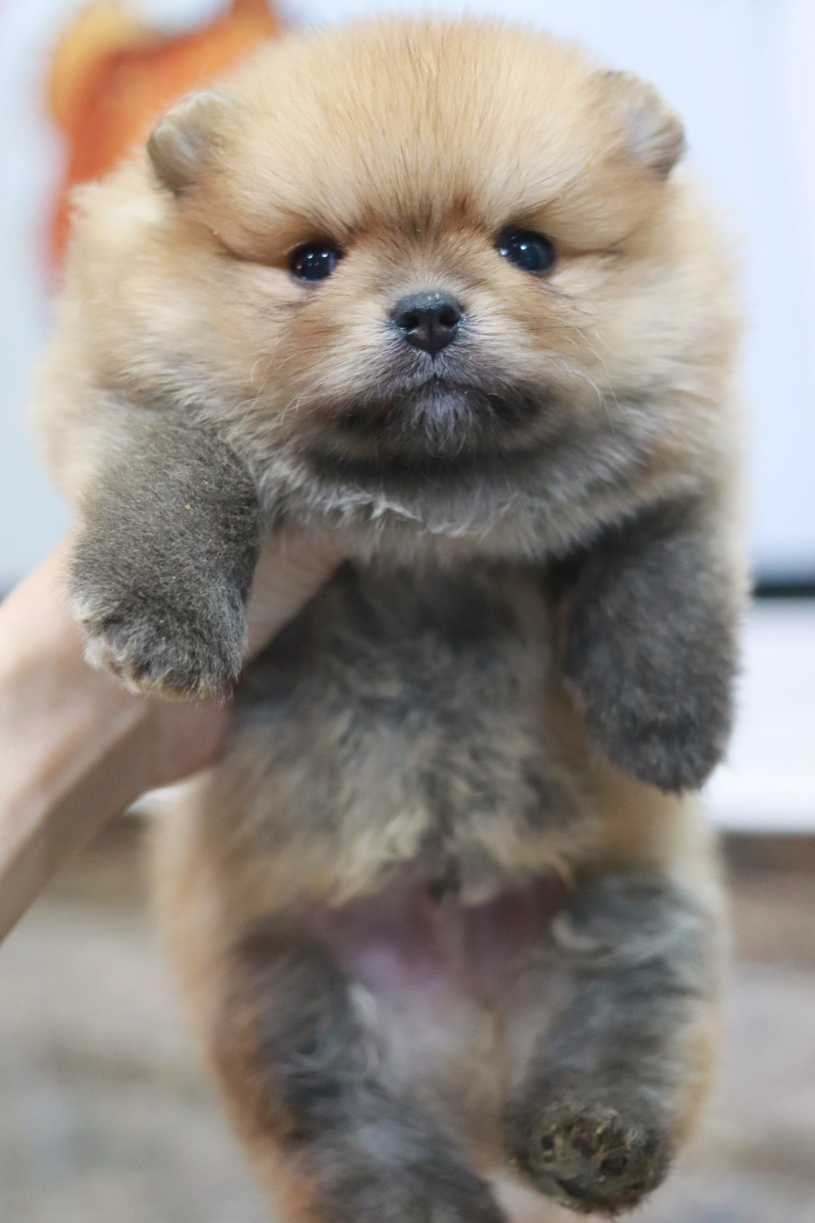 ปอมเมอเรเนียน เพศผู้