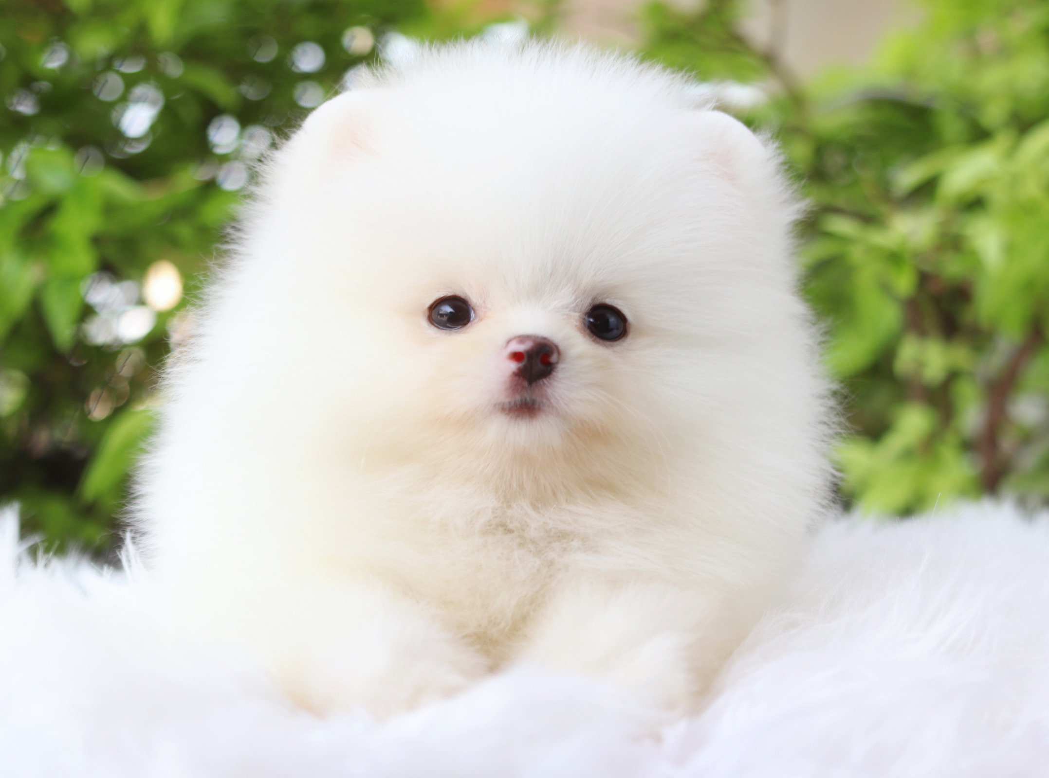 ปอมเมอเรเนียน เพศผู้สีขาวครีม เกรดโชว์