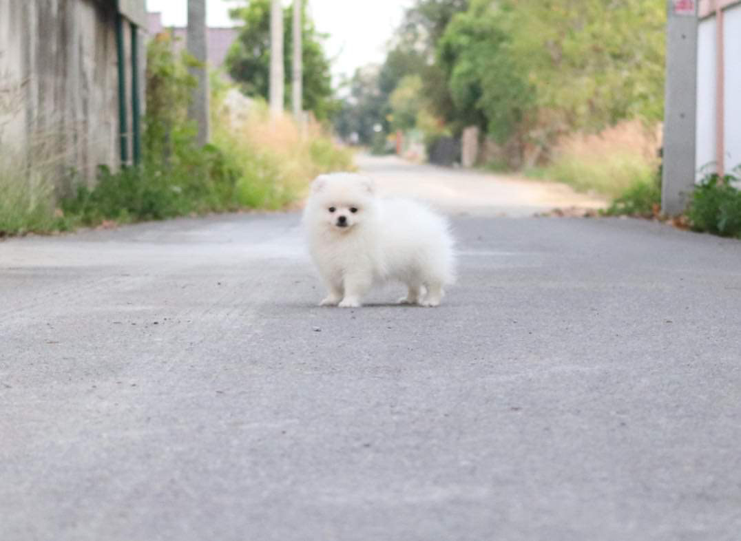 ปอมเมอเรเนียน เพศผู้