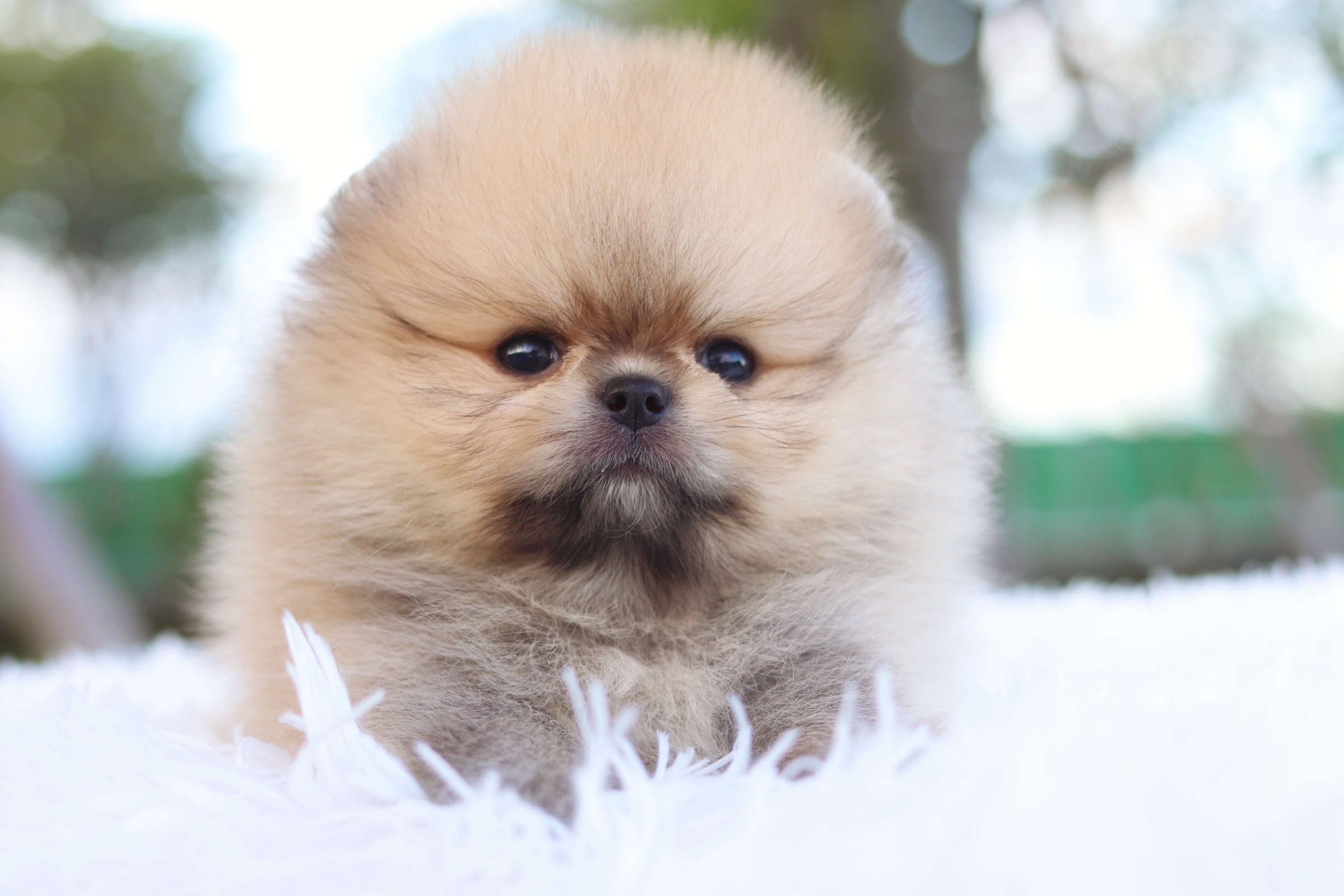 ปอมเมอเรเนียน เพศผู้ สีส้มเกรดโชว์