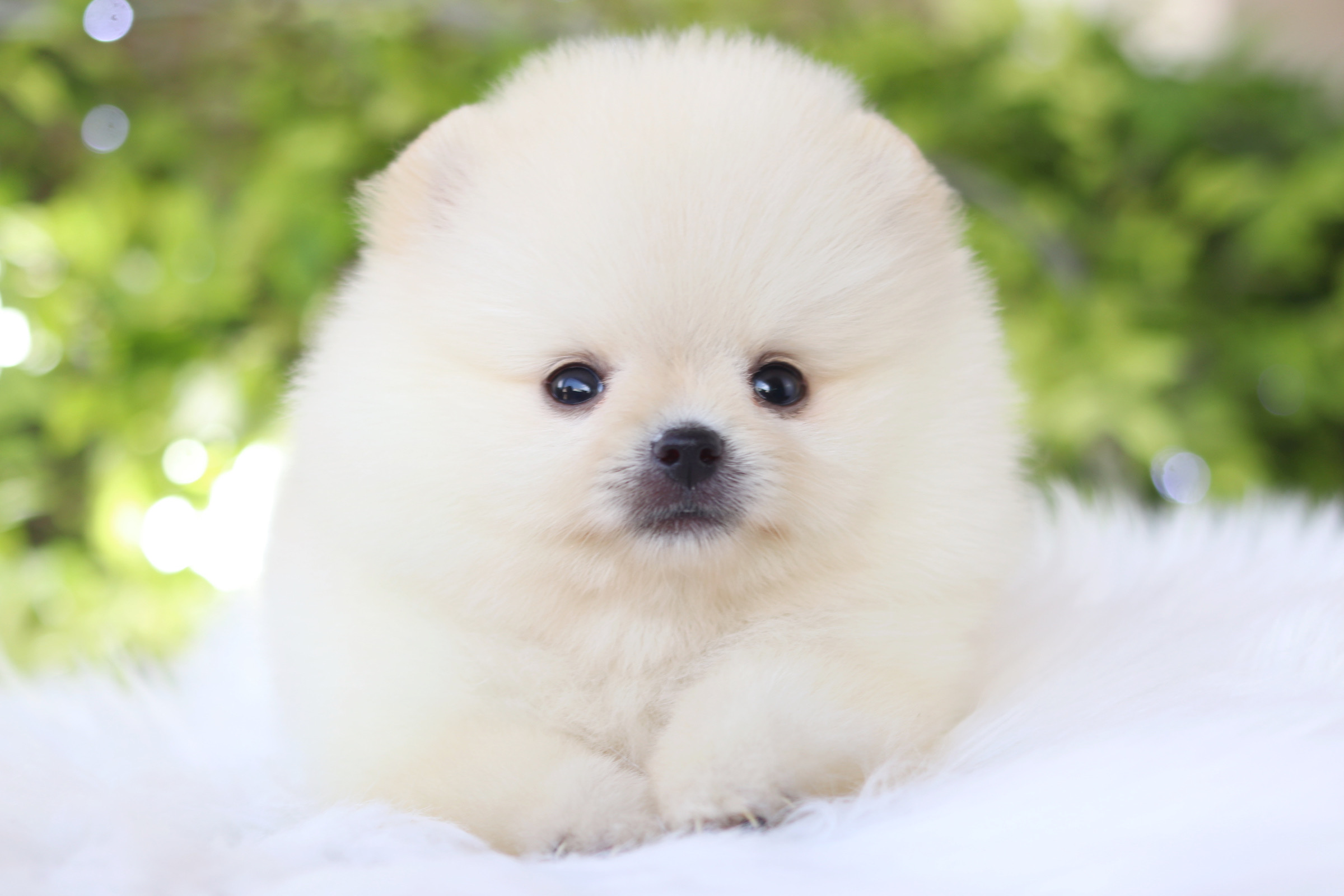 ปอมเมอเรเนียน เพศผู้ สีขาวครีมเกรดโชว์