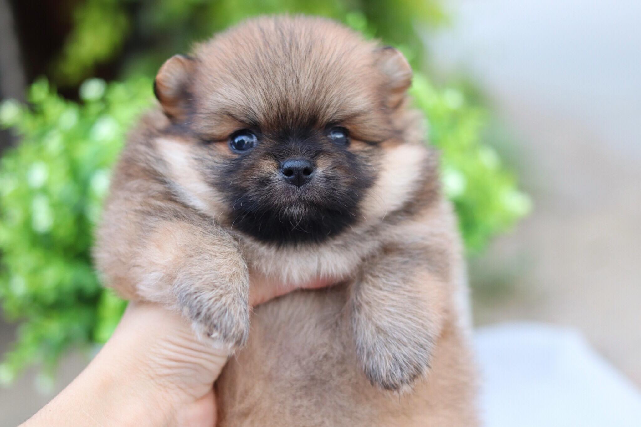 ปอมเมอเรเนียน เพศผู้