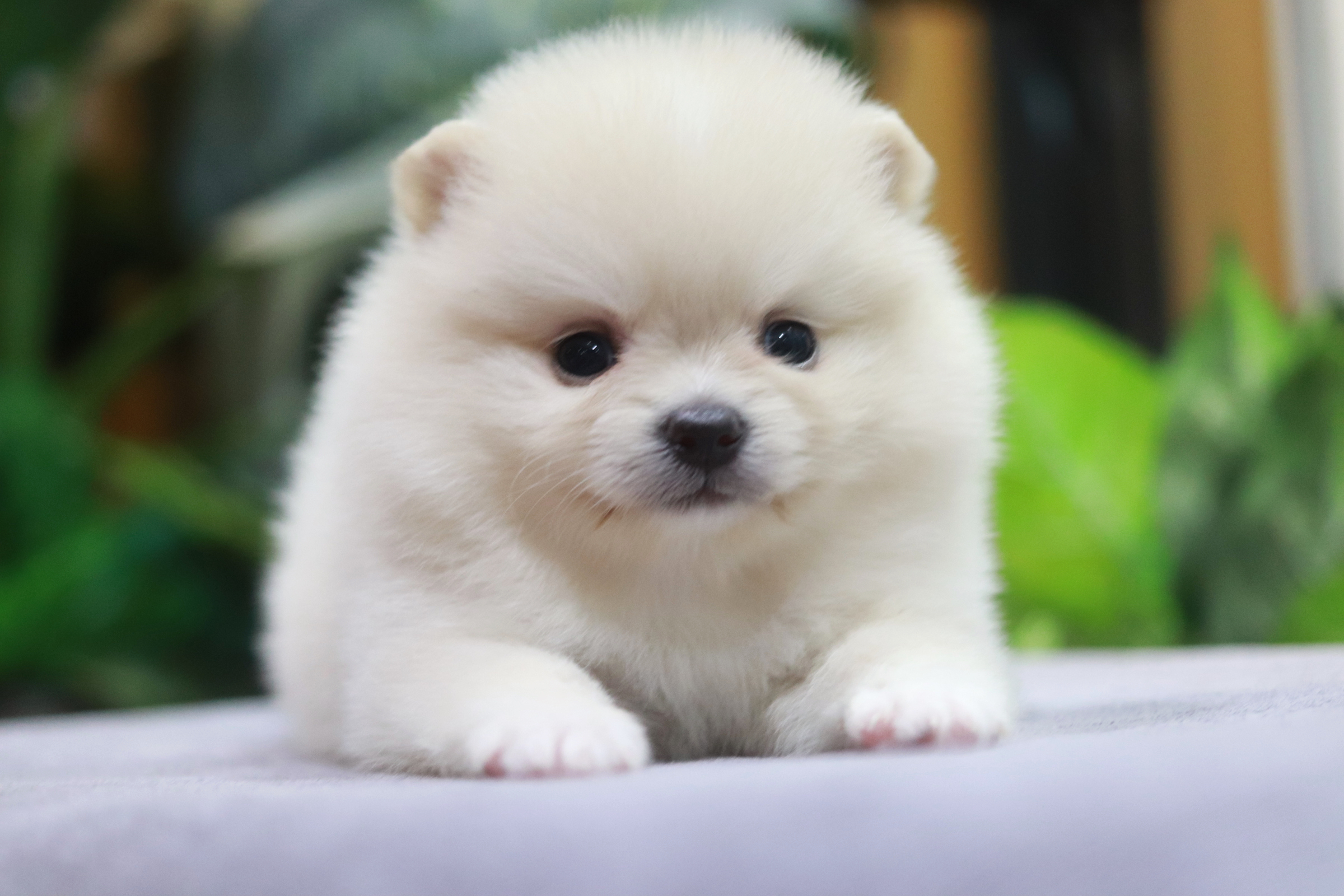 ปอมเมอเรเนียน เพศเมีย