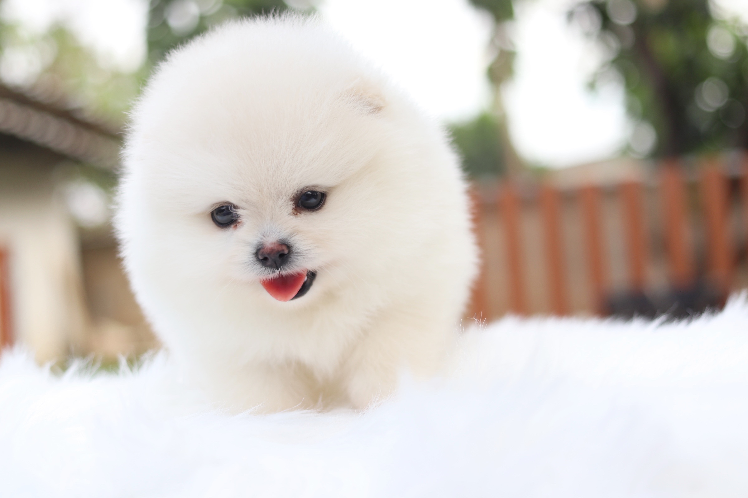 ปอมเมอเรเนียน เพศเมีย สีขาวครีม