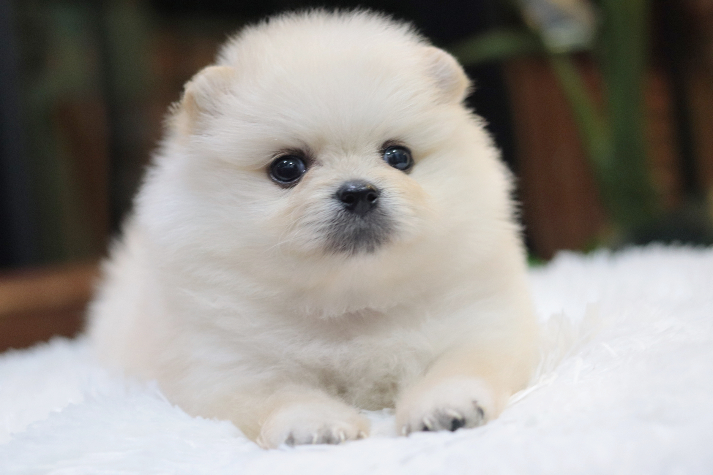 ปอมเมอเรเนียน เพศผู้ขาวครีม