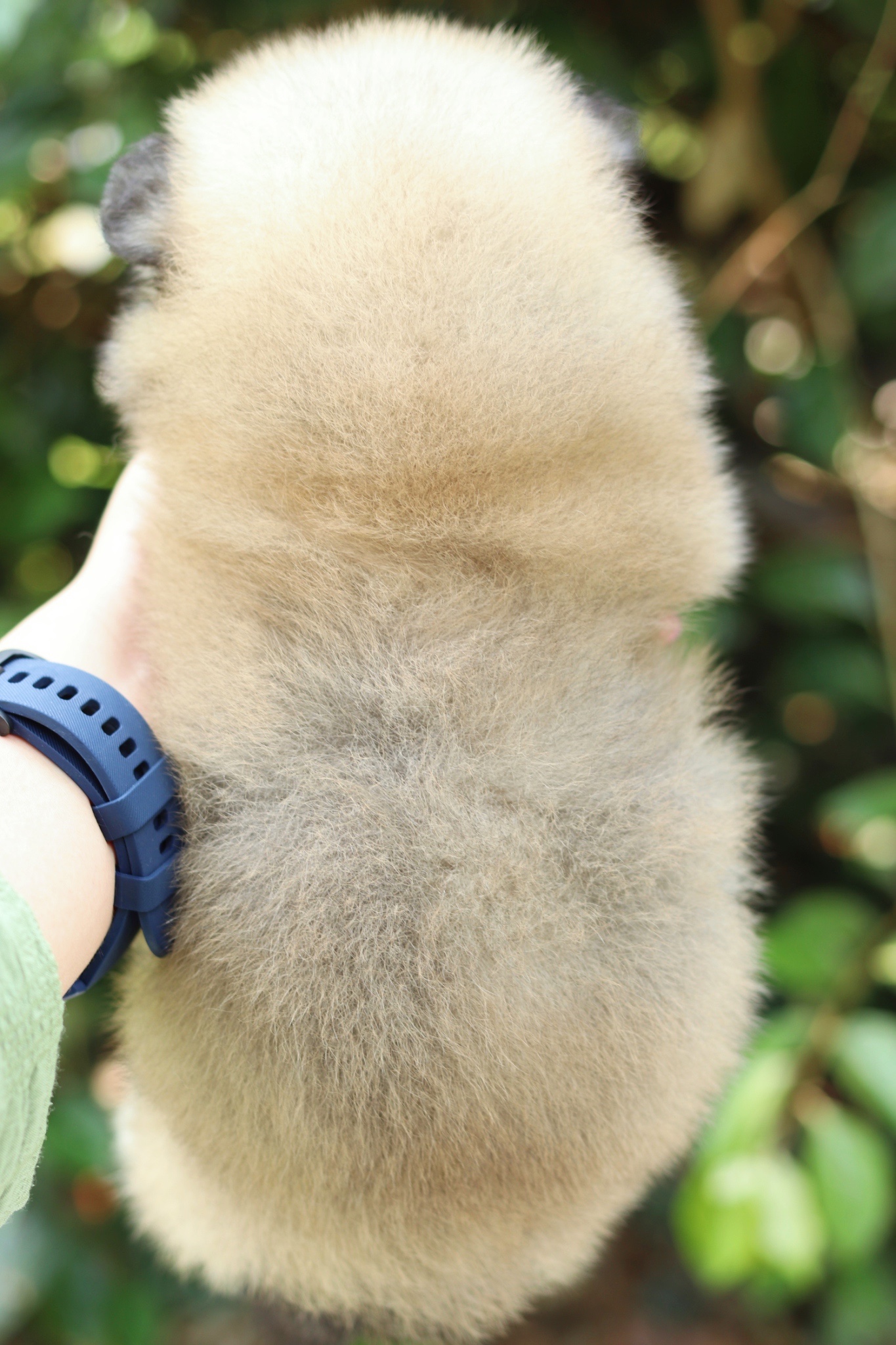 ปอมเมอเรเนียน เพศผู้ สีส้ม