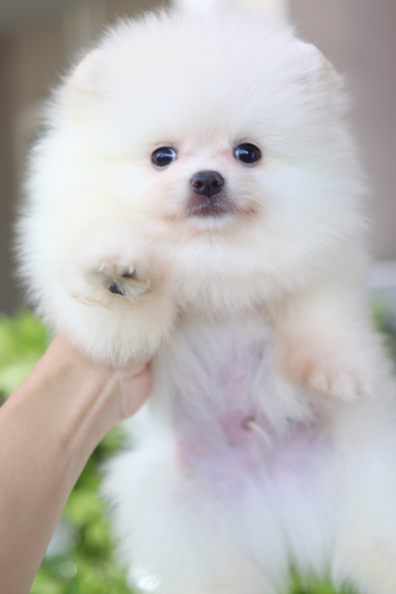 ปอมเมอเรเนียน เพศผู้สีขาวครีม เกรดโชว์