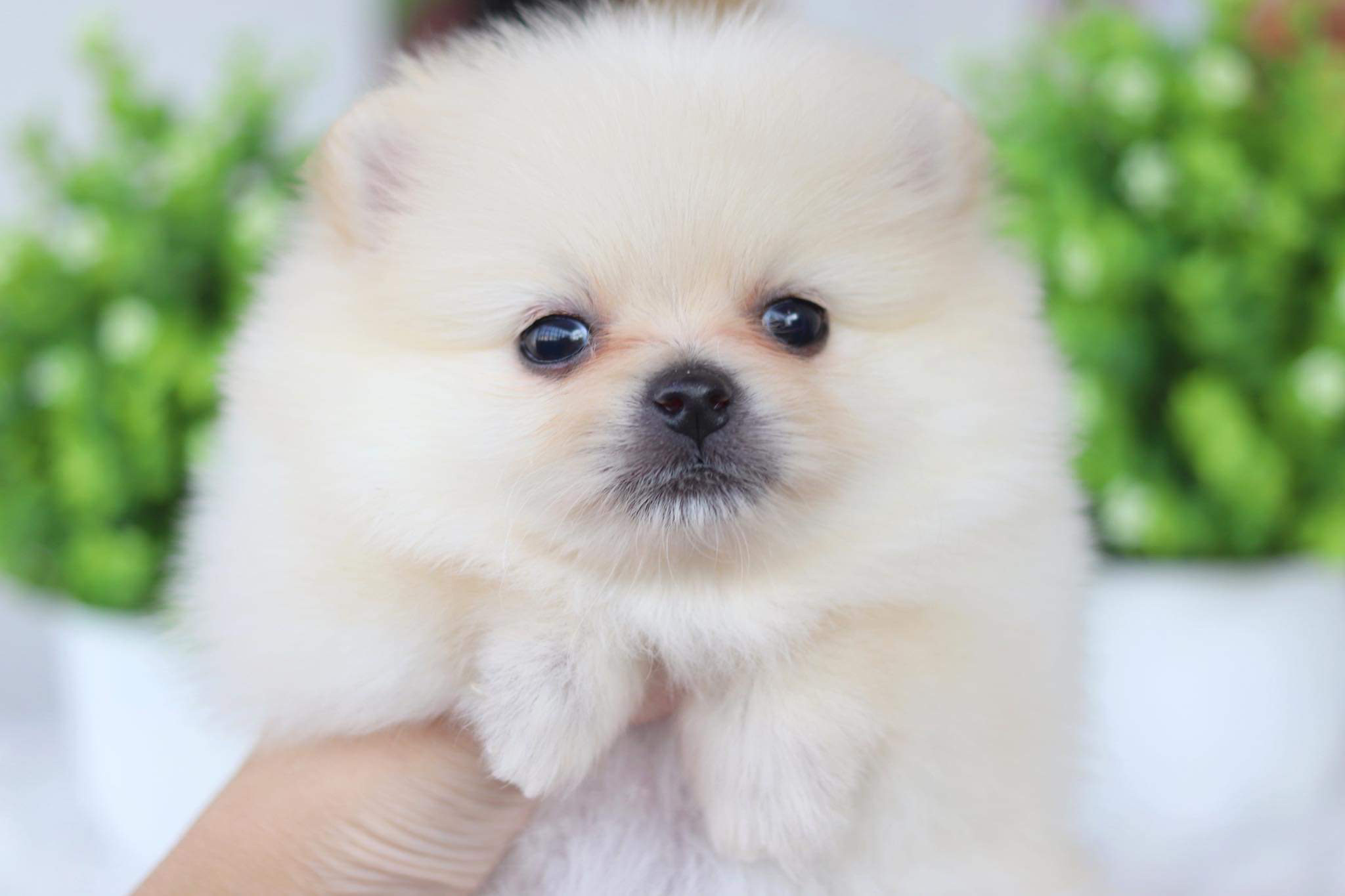 ปอมเมอเรเนียน เพศเมีย