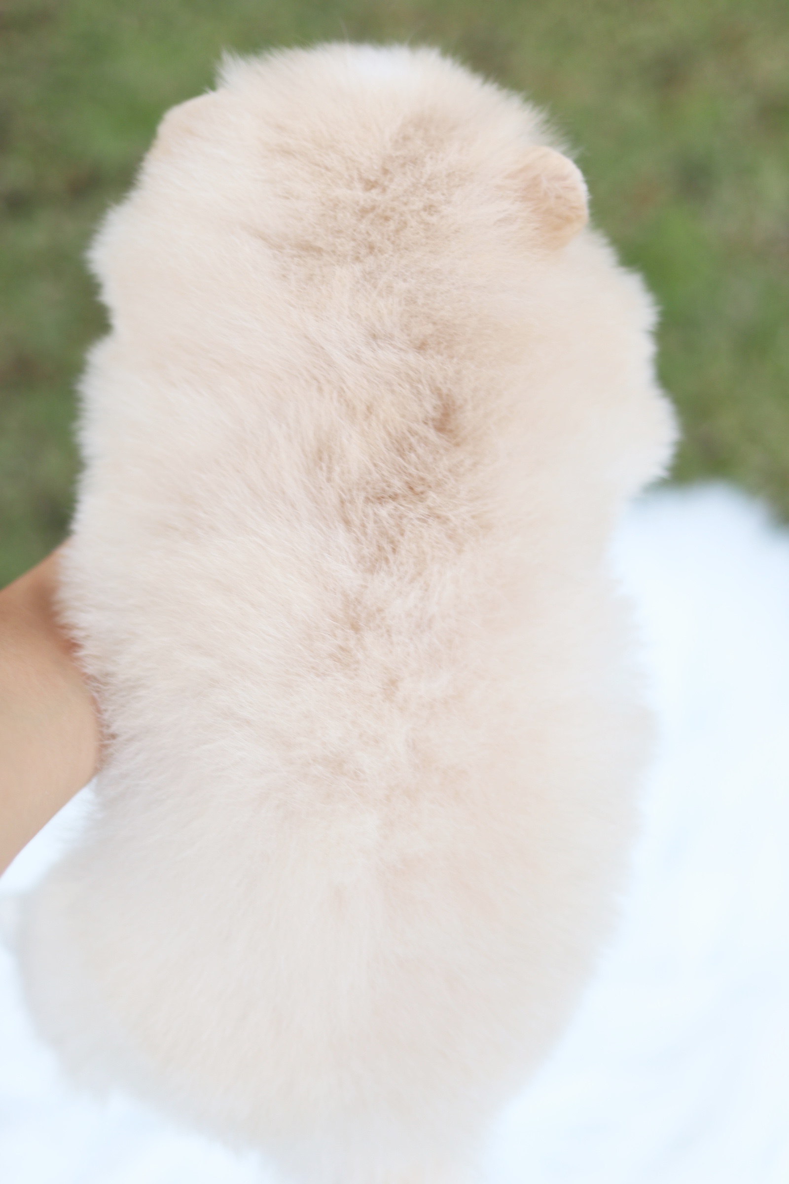 ปอมเมอเรเนียน เพศเมียสีครีม