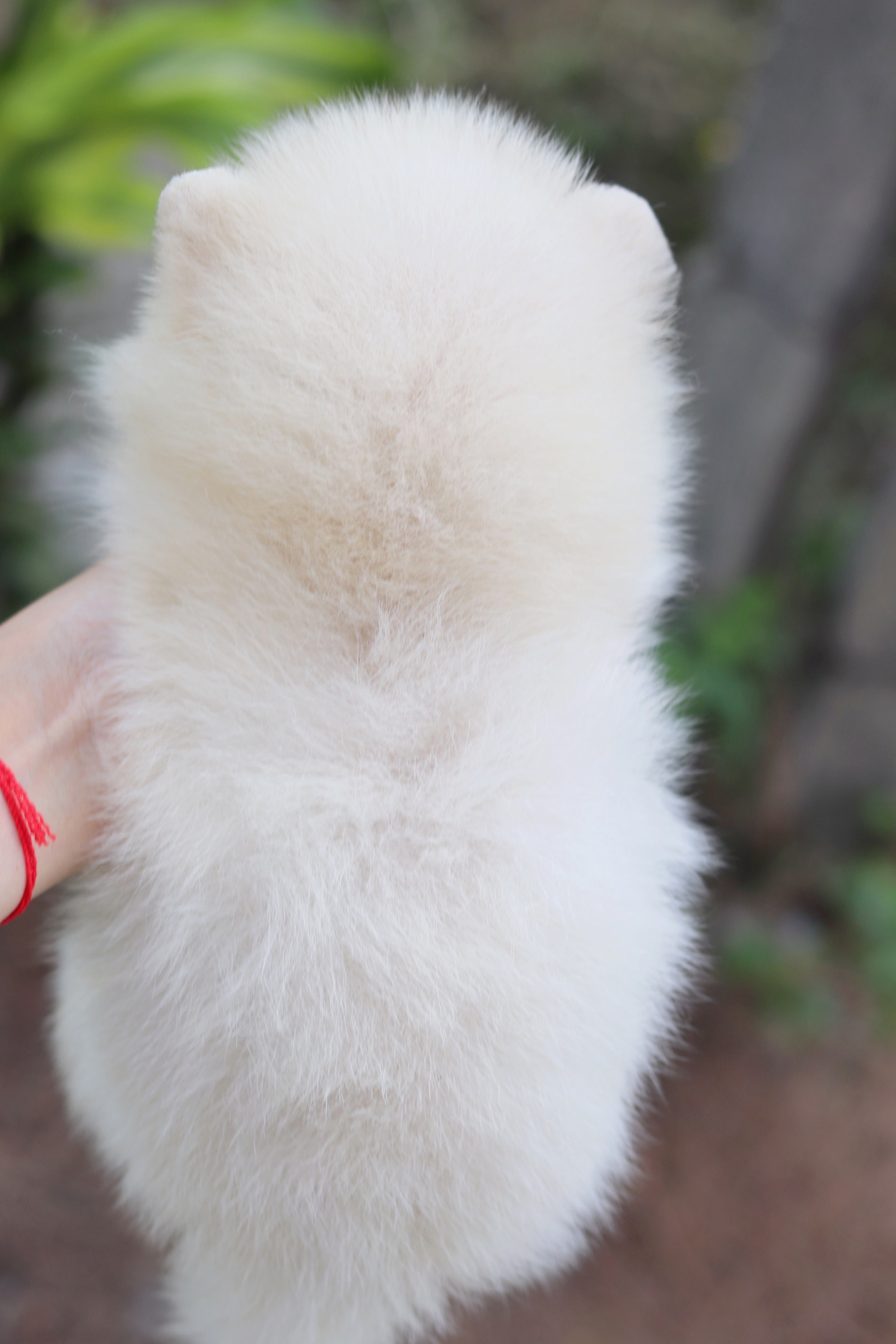 ปอมเมอเรเนียน เพศผู้ขาวครีม